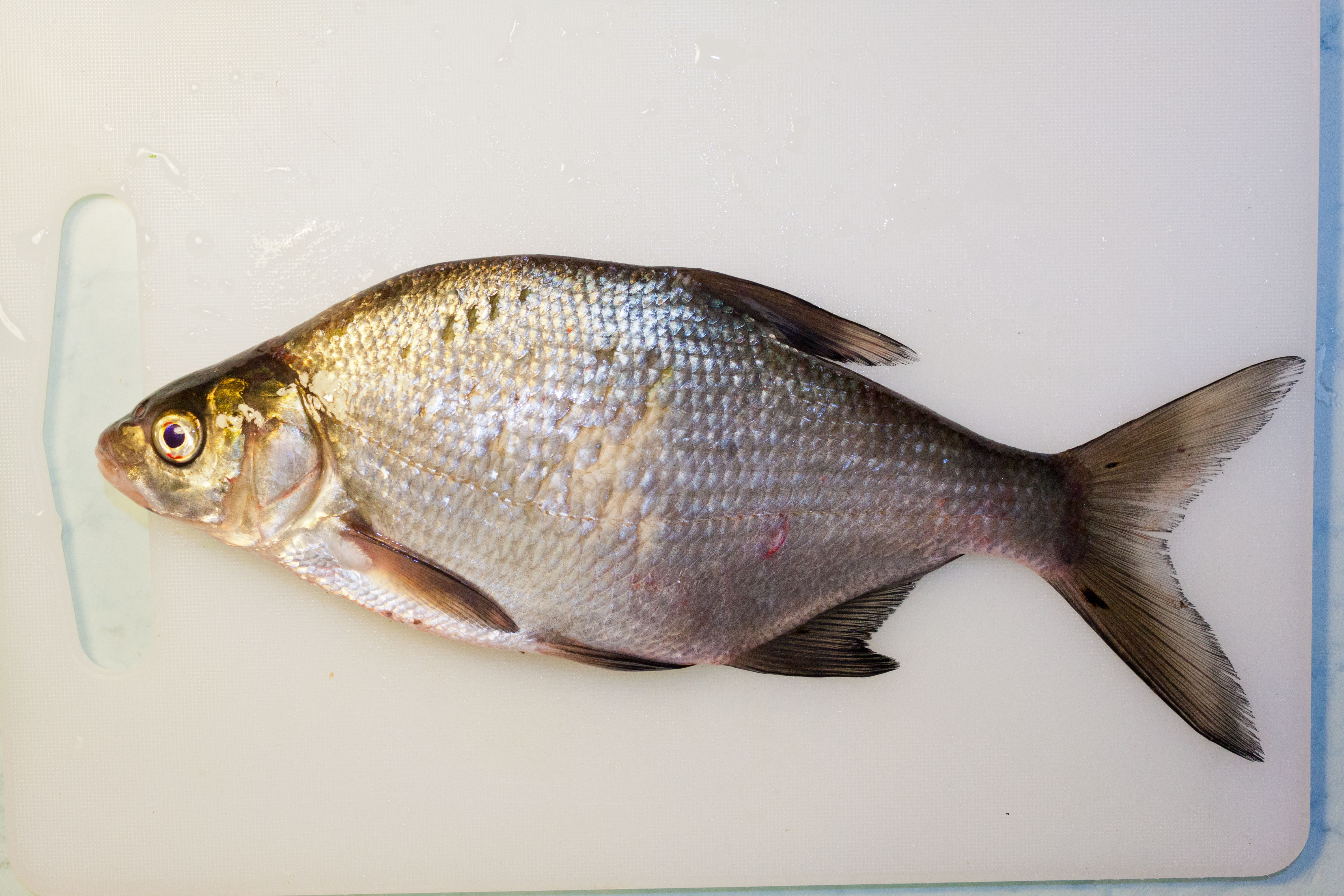 Common Bream