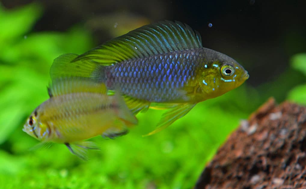 Yellow Dwarf Cichlid