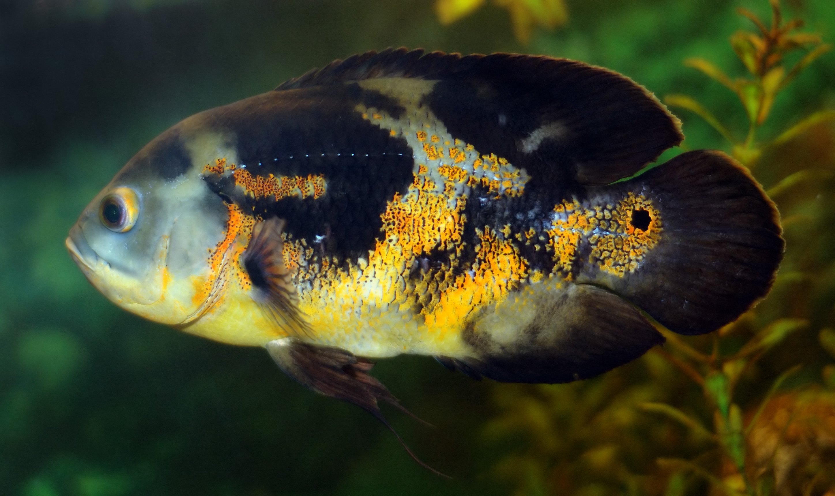 Oscar Cichlid