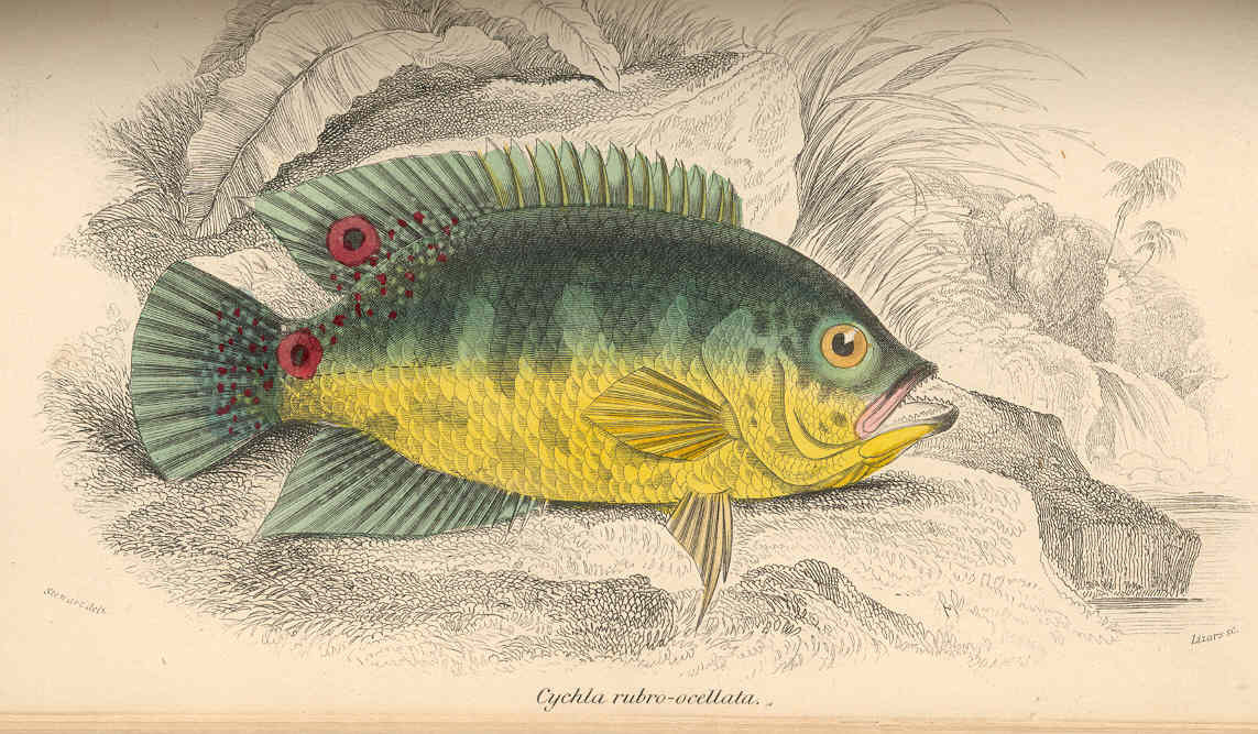 Ocellaris Peacock Bass