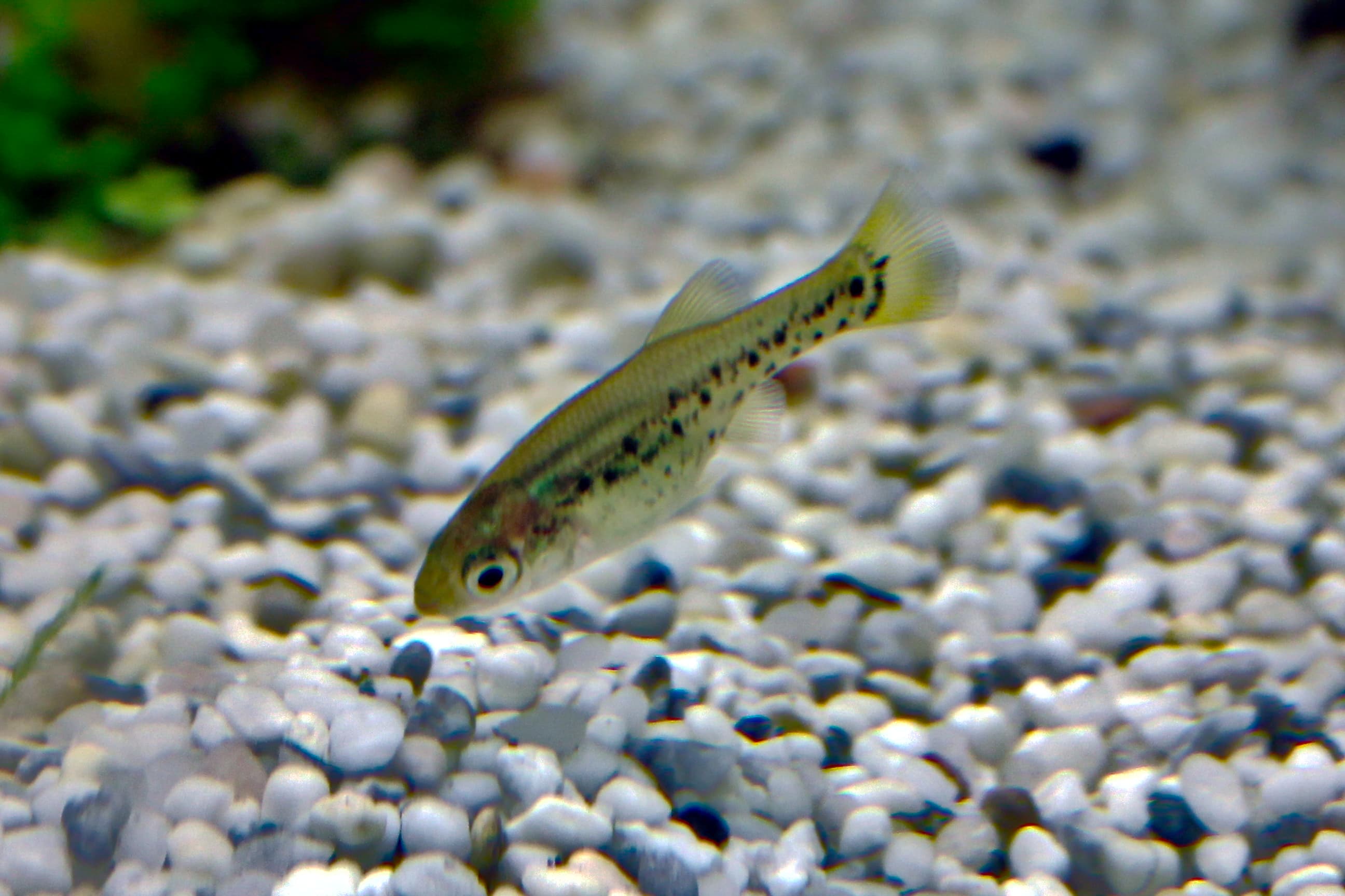 Butterfly Splitfin