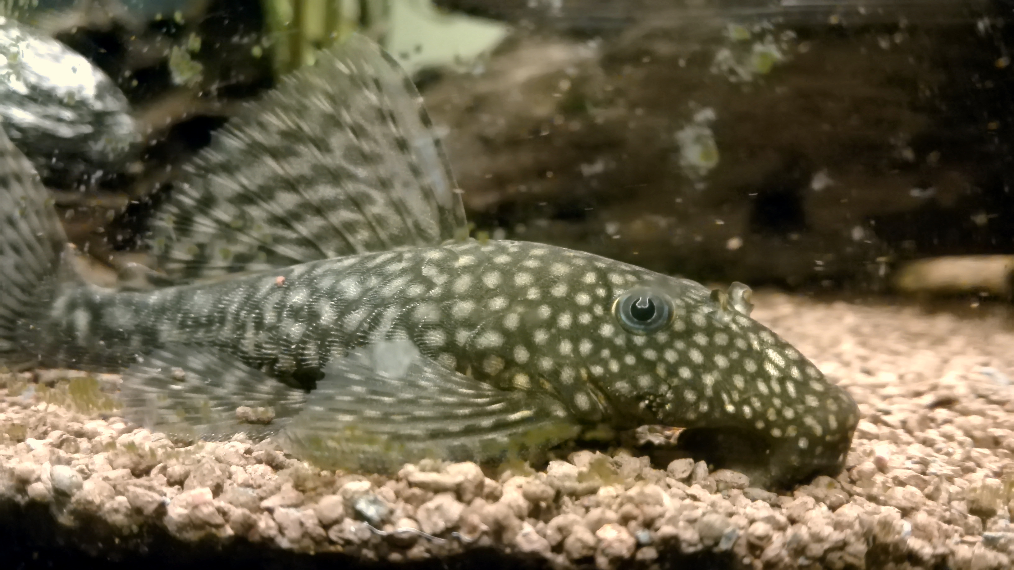 Bristlenose Catfish