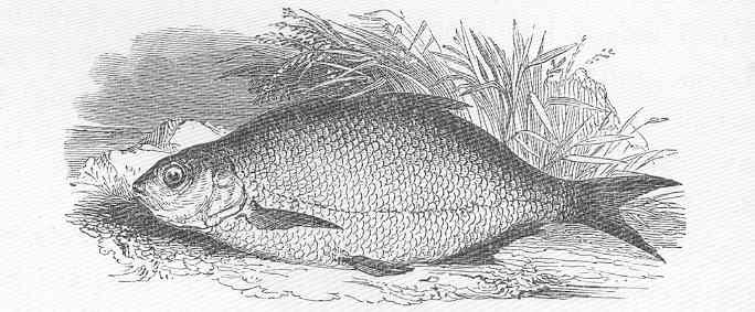 Common Bream