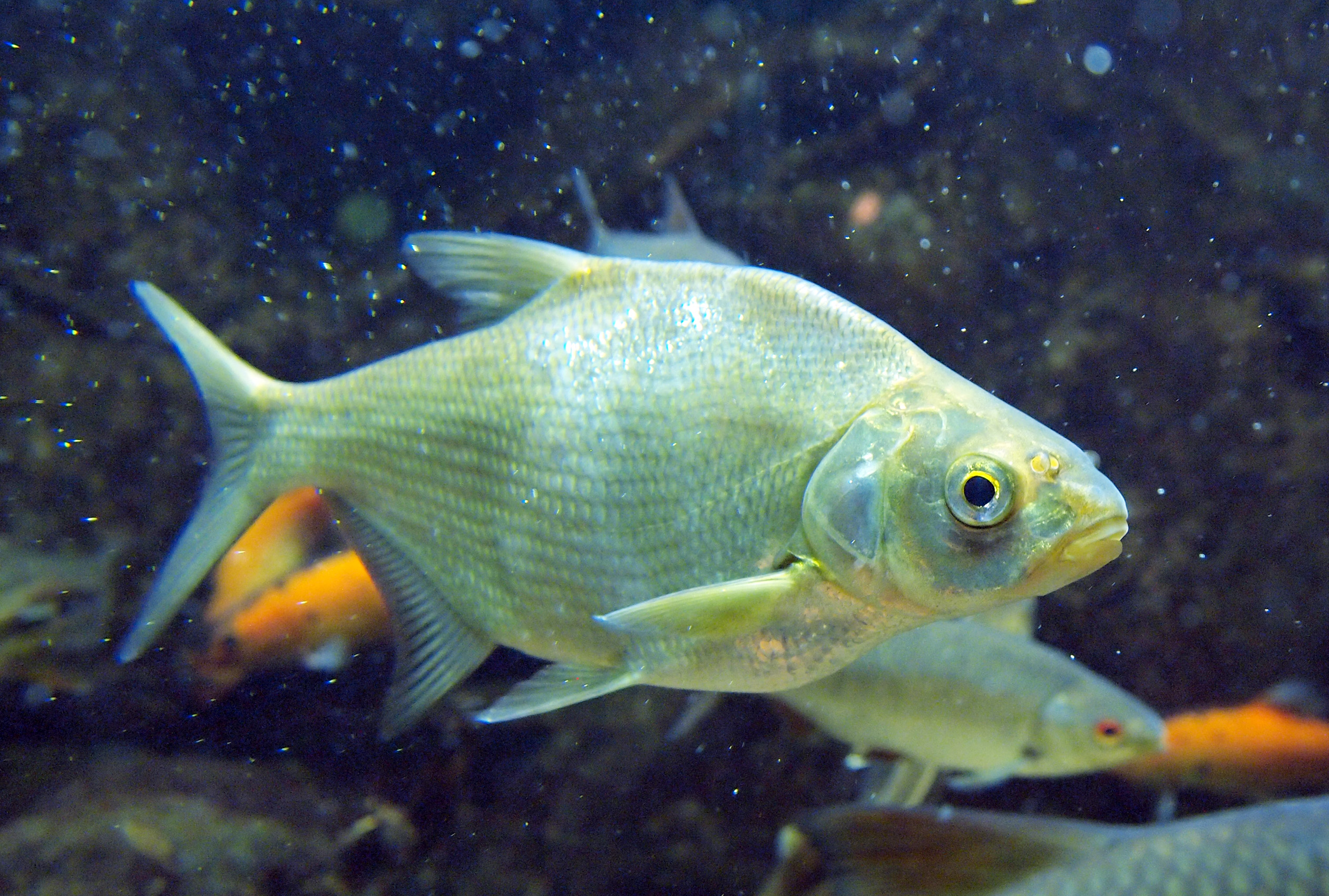 Common Bream