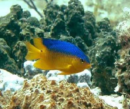 Caribbean Cocoa Damselfish