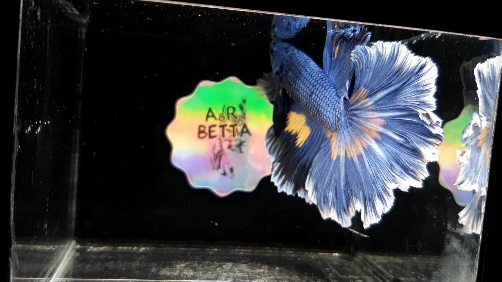 Halfmoon Betta