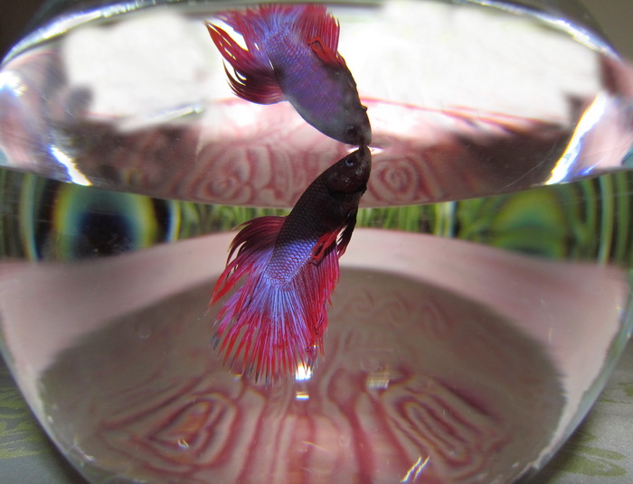 Betta Fish