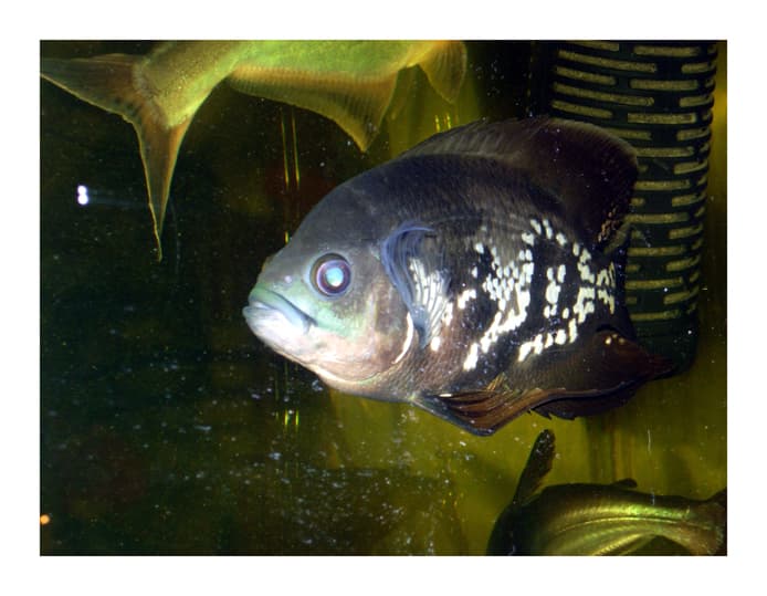 Oscar Cichlid
