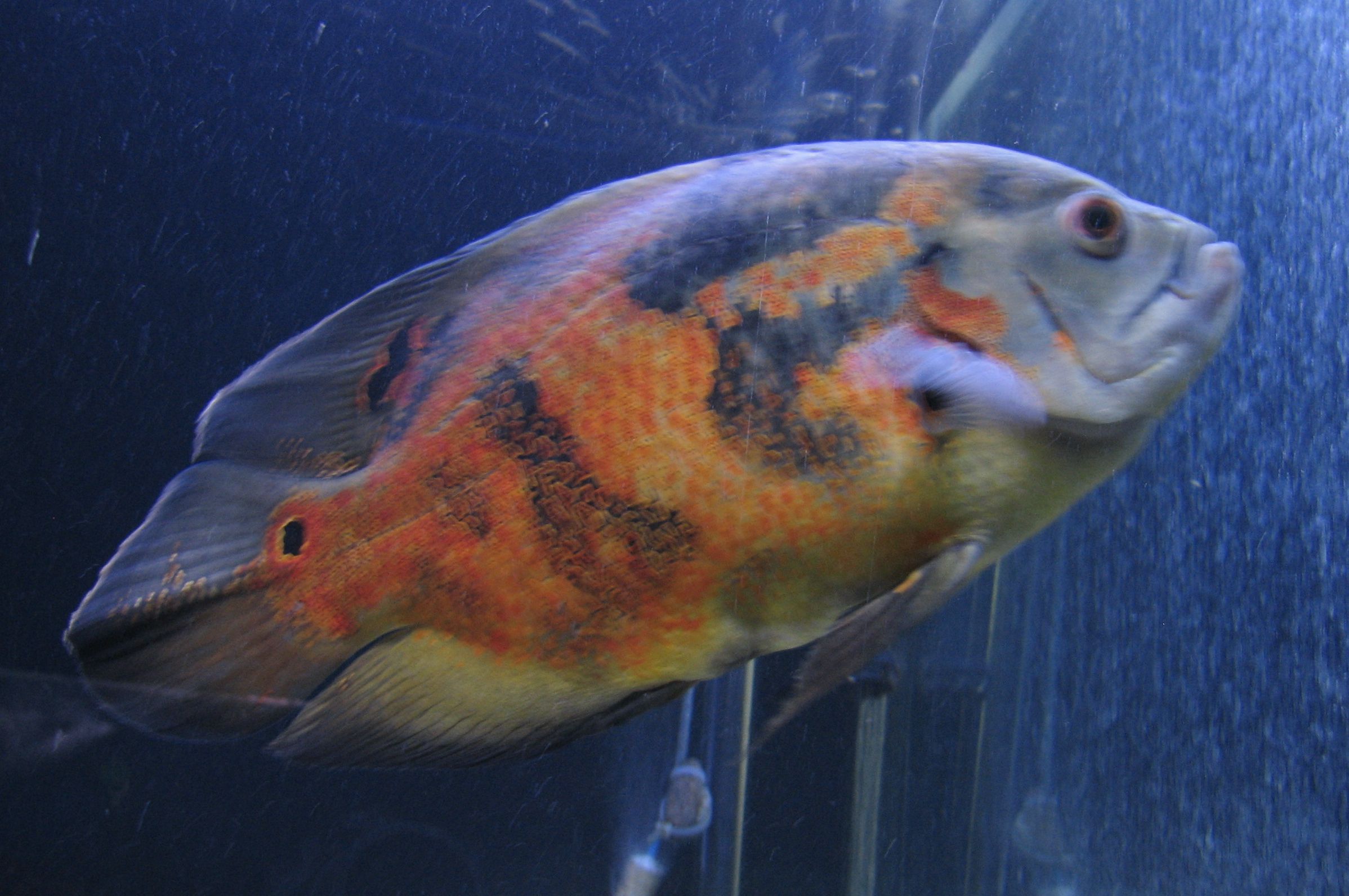 Oscar Cichlid