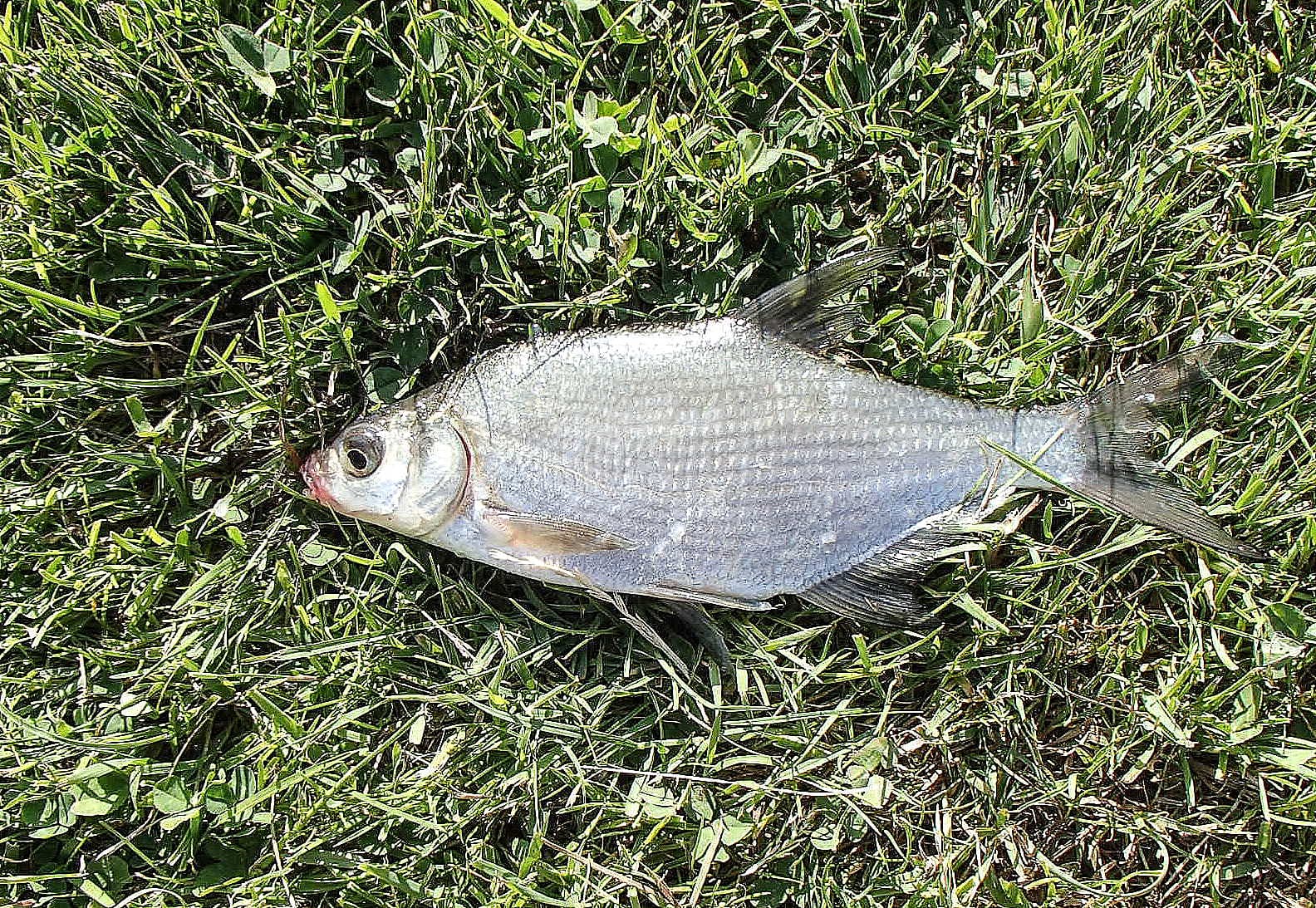 Common Bream