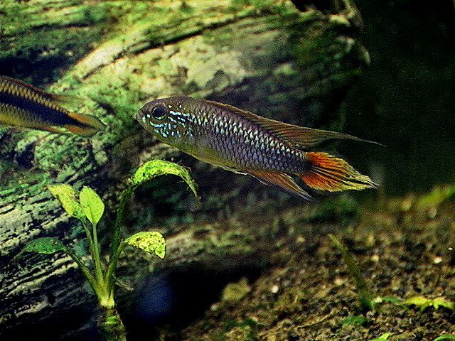 Agassiz's Dwarf Cichlid