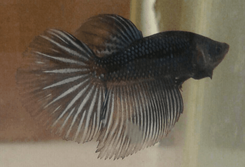 Betta Fish