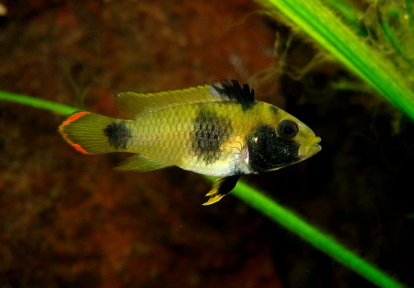 Panda Dwarf Cichlid