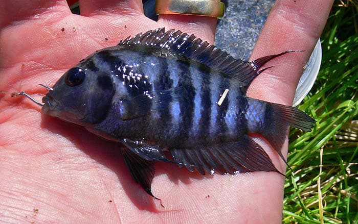 Convict Cichlid
