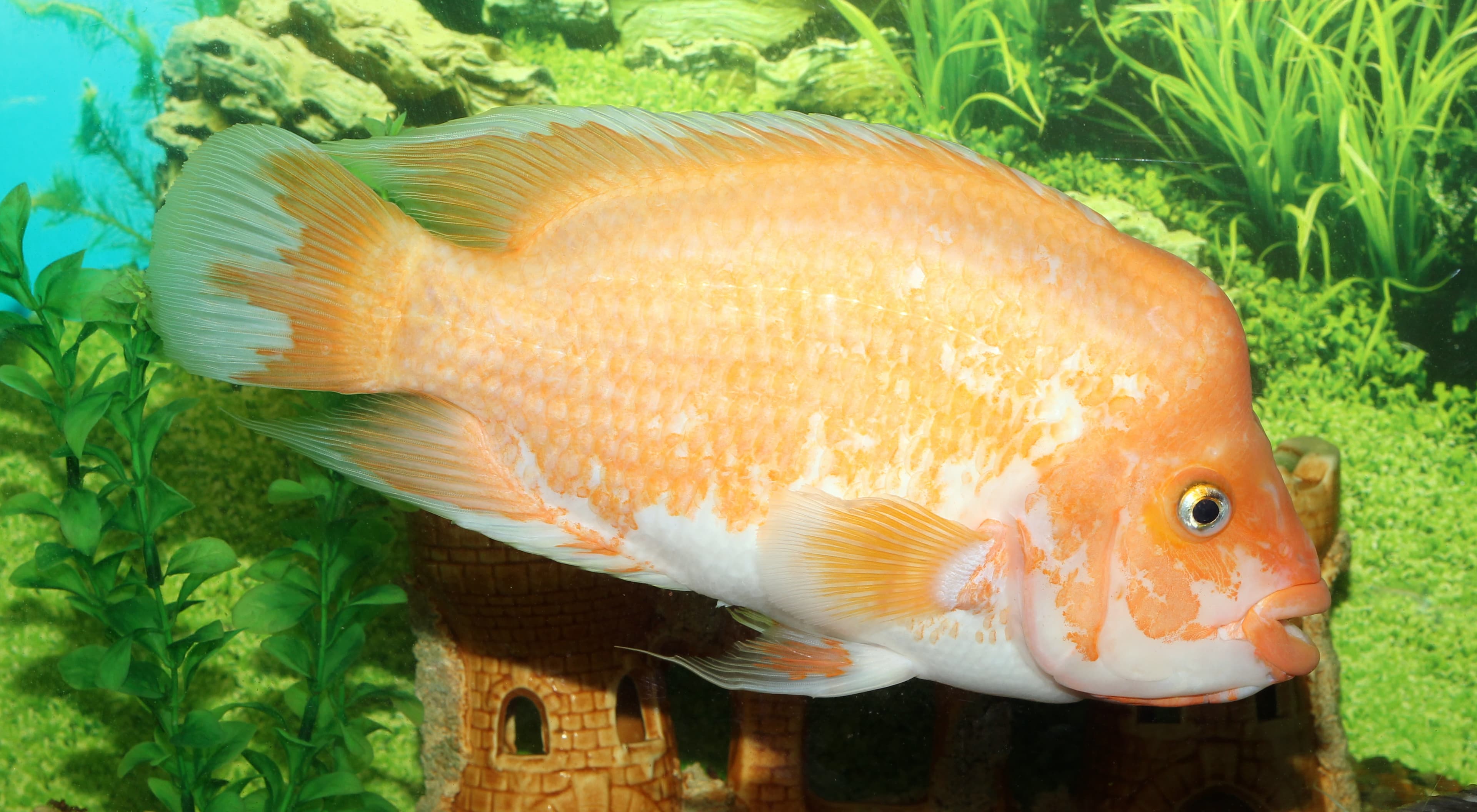 Midas Cichlid