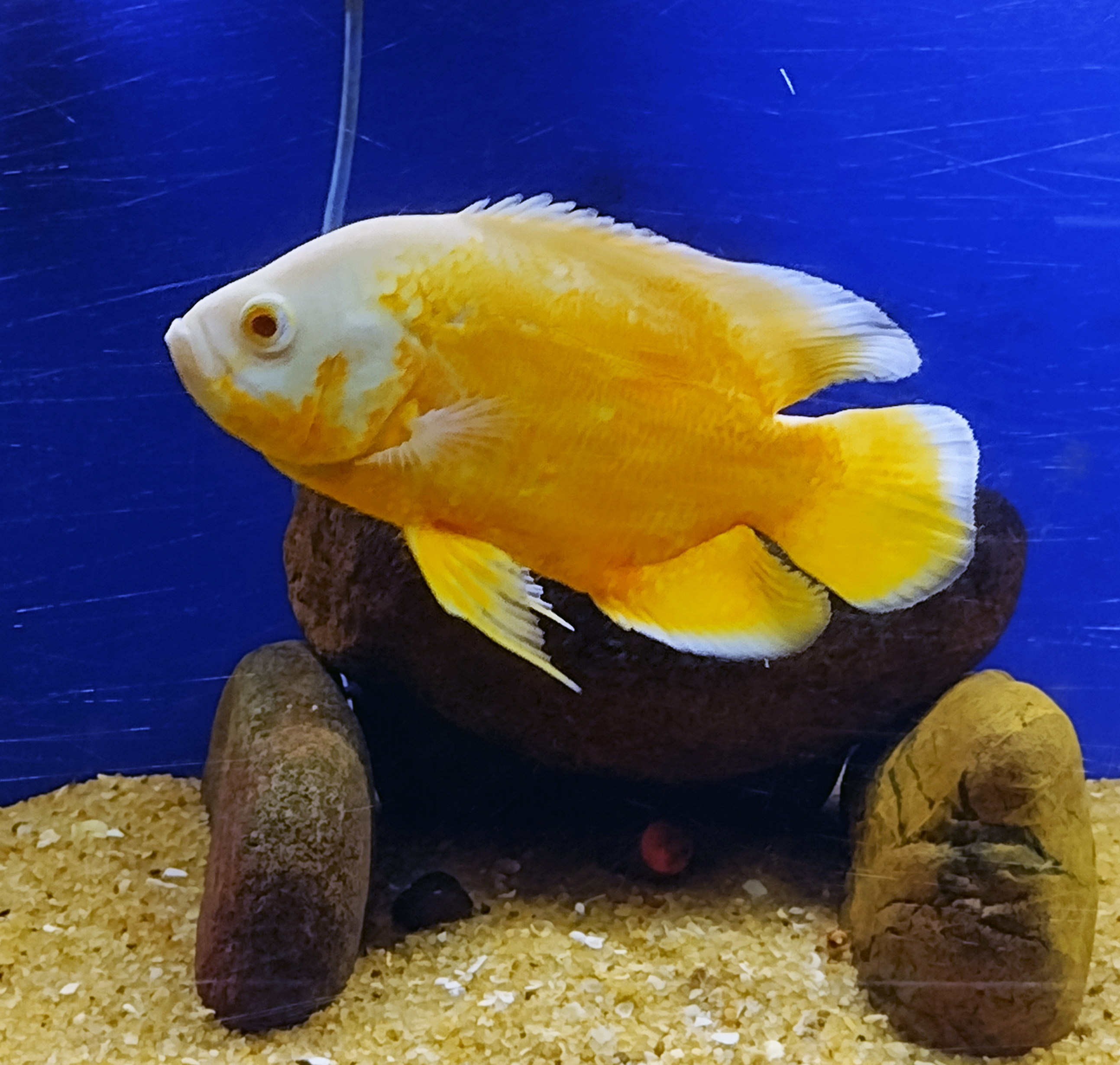 Oscar Cichlid