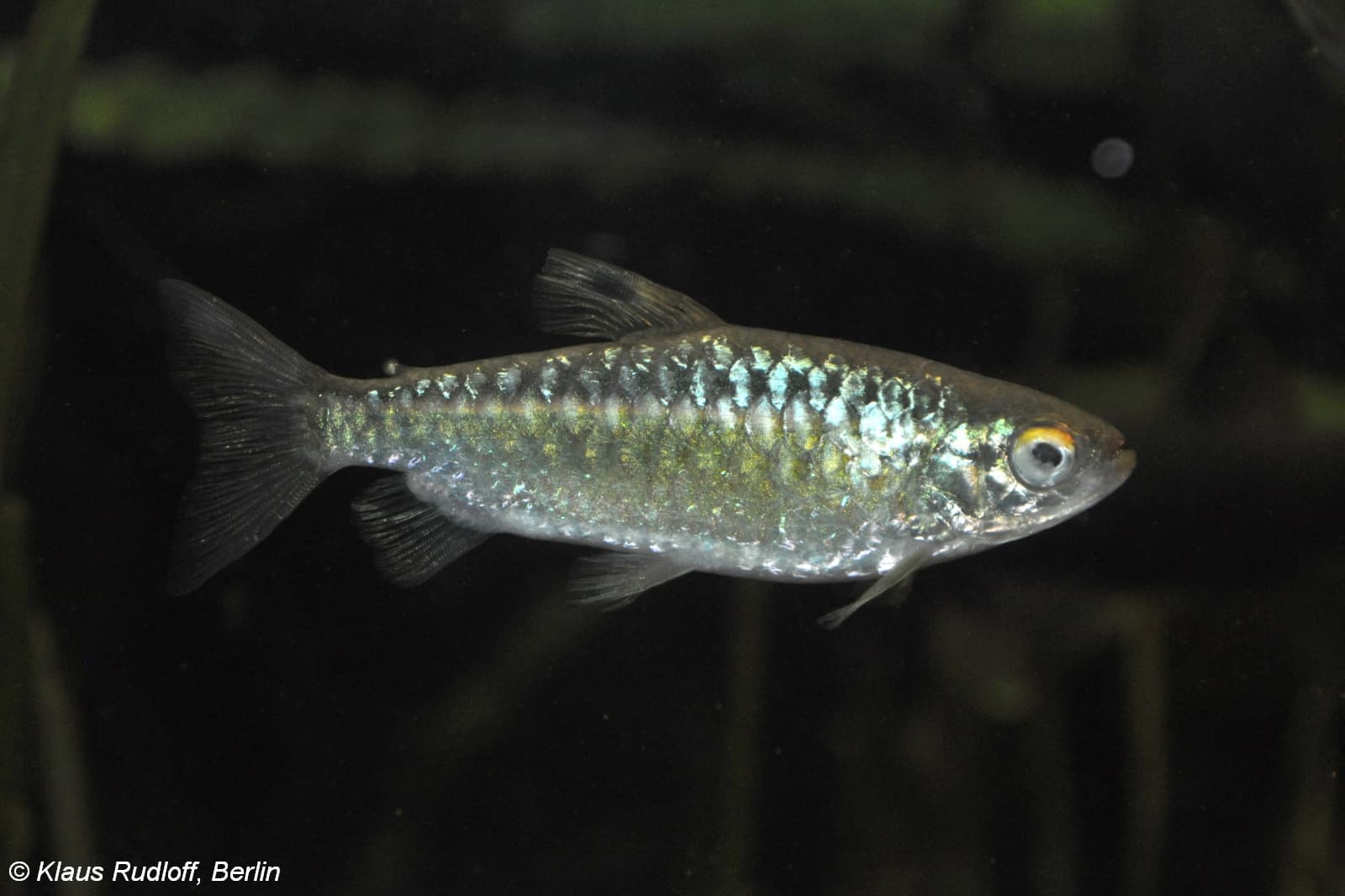 Red-Eyed Tetra