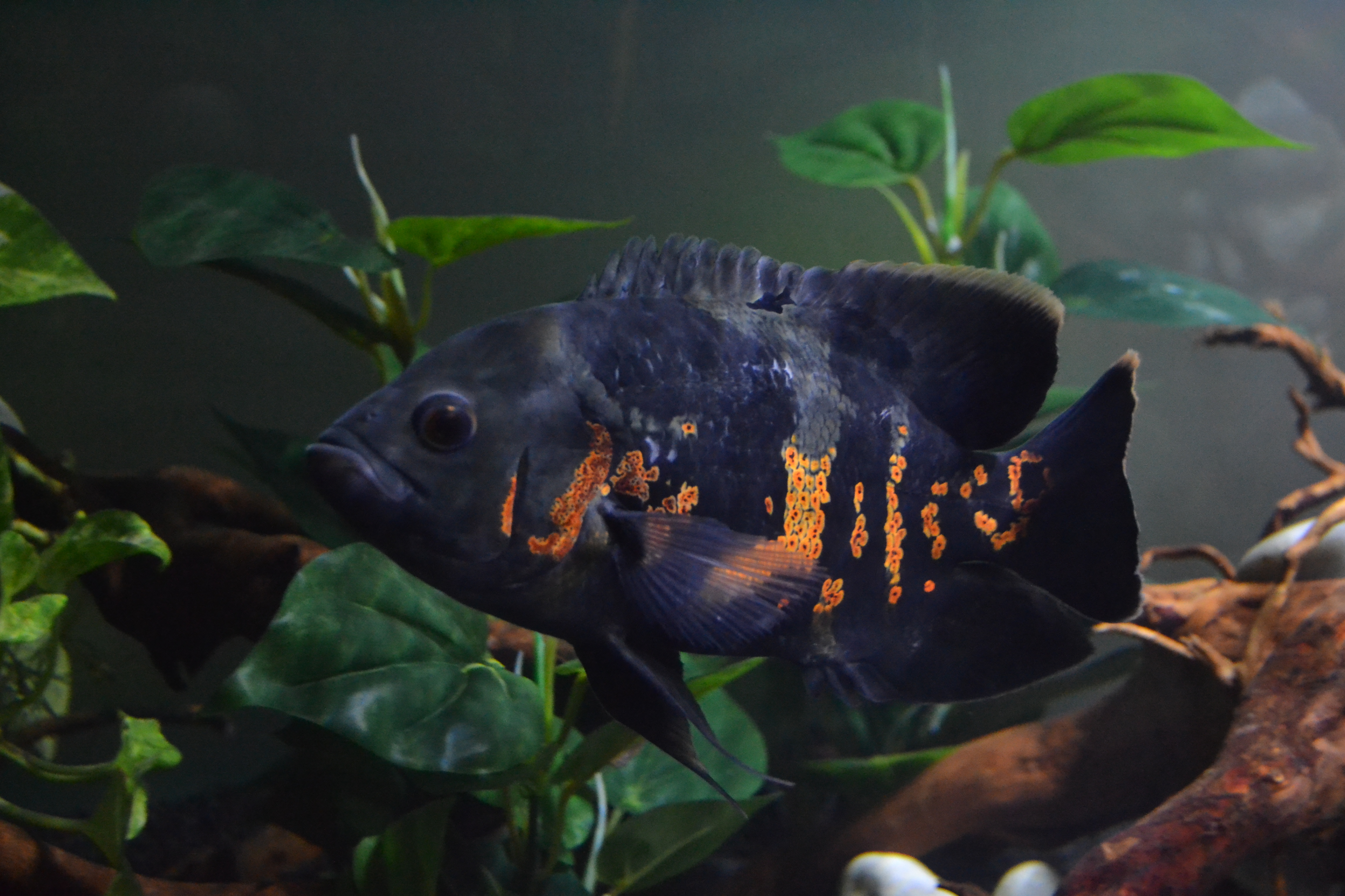 Oscar Cichlid