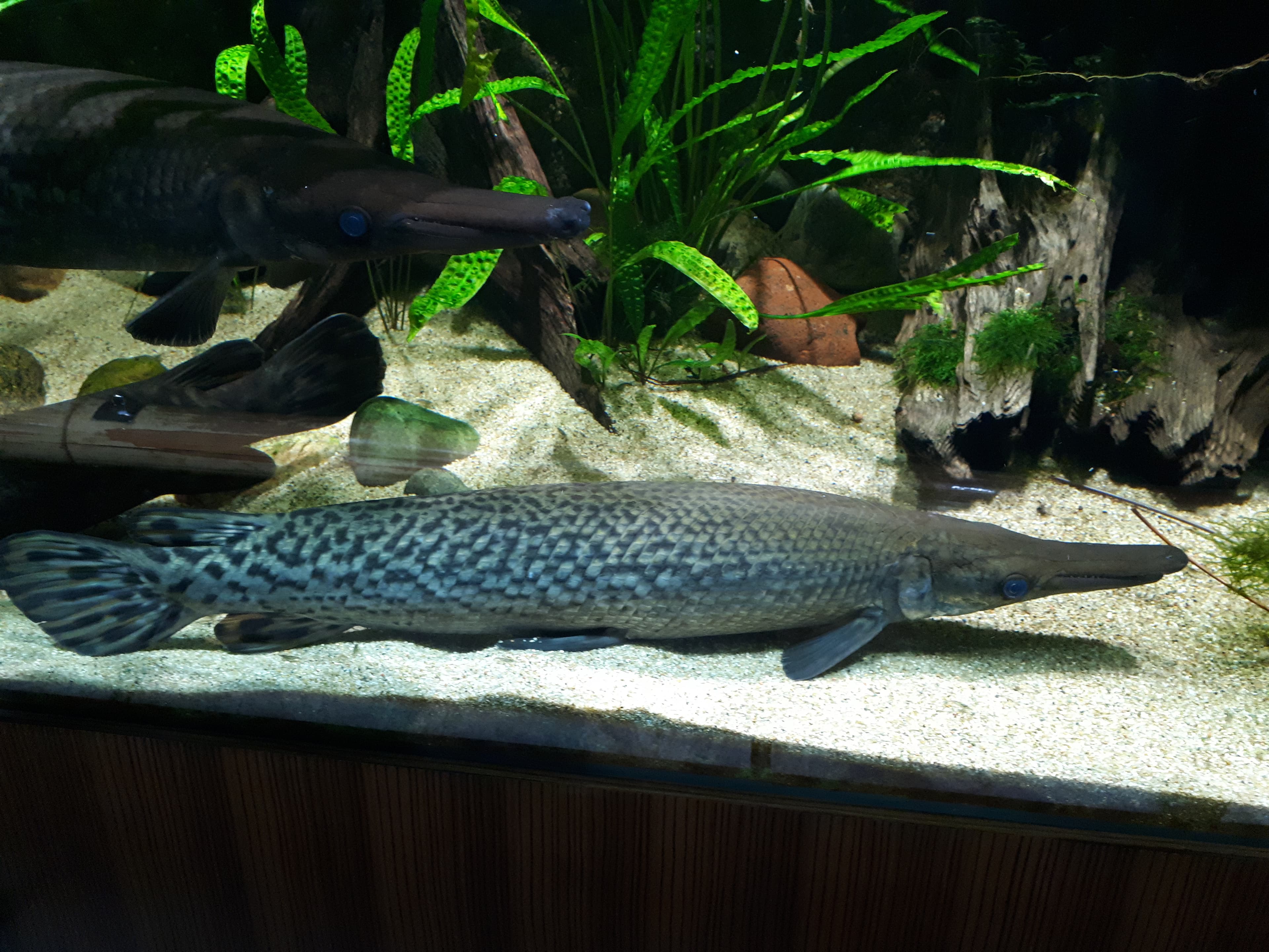 Alligator Gar