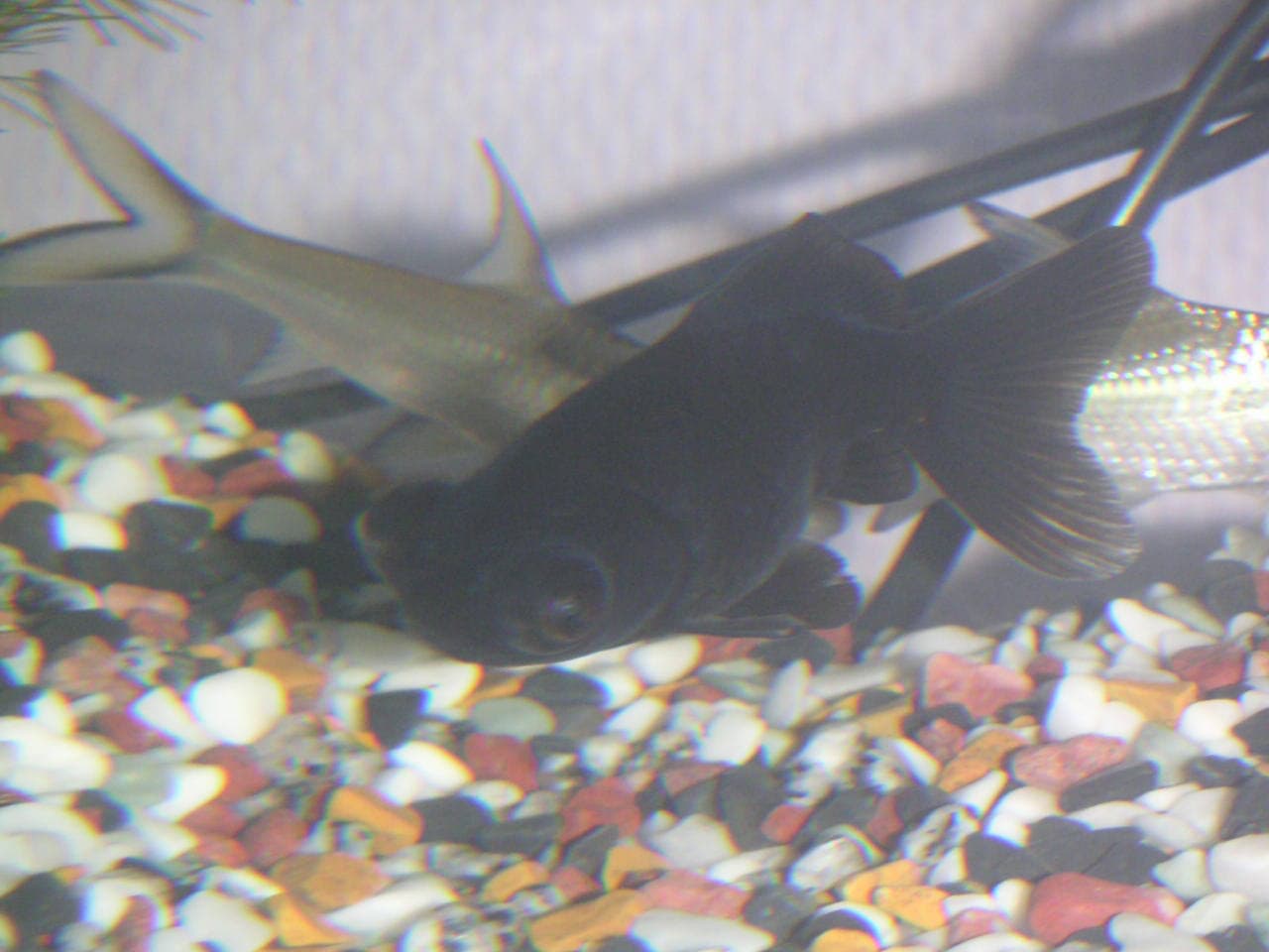 Black Moor Goldfish