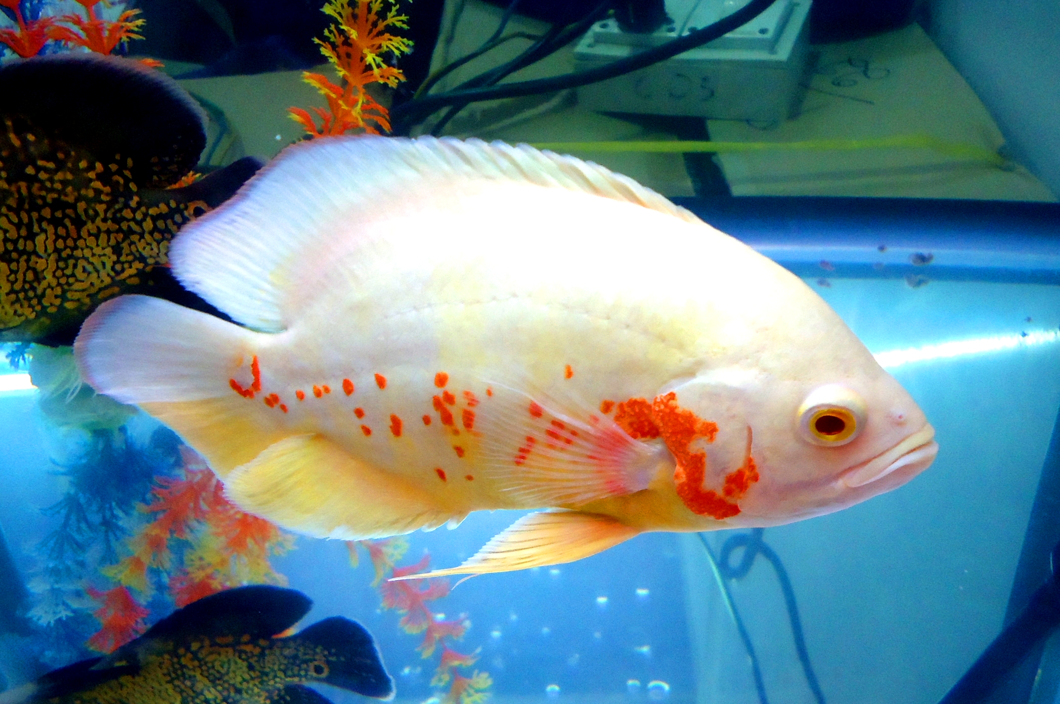 Albino Oscar