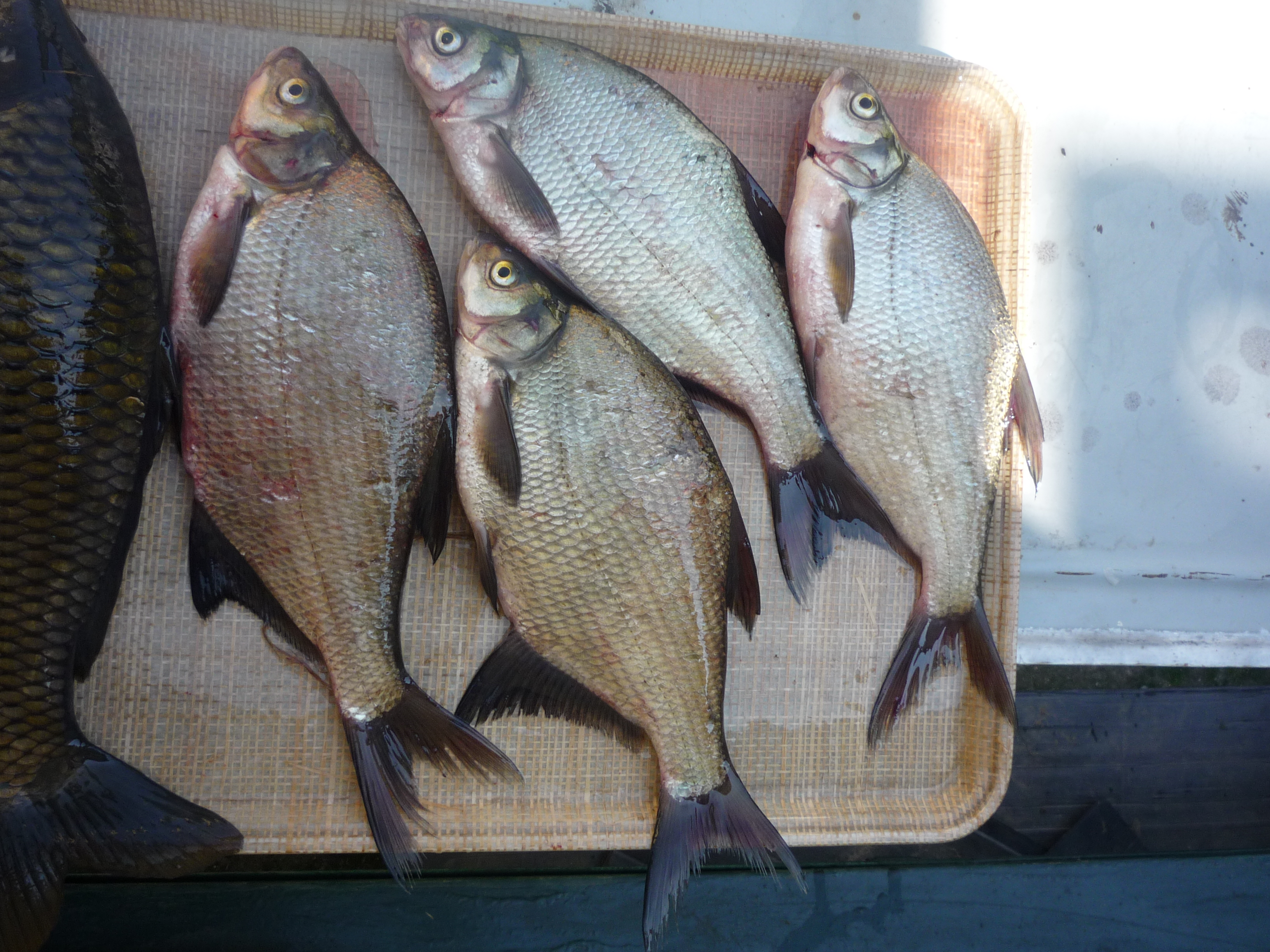 Common Bream