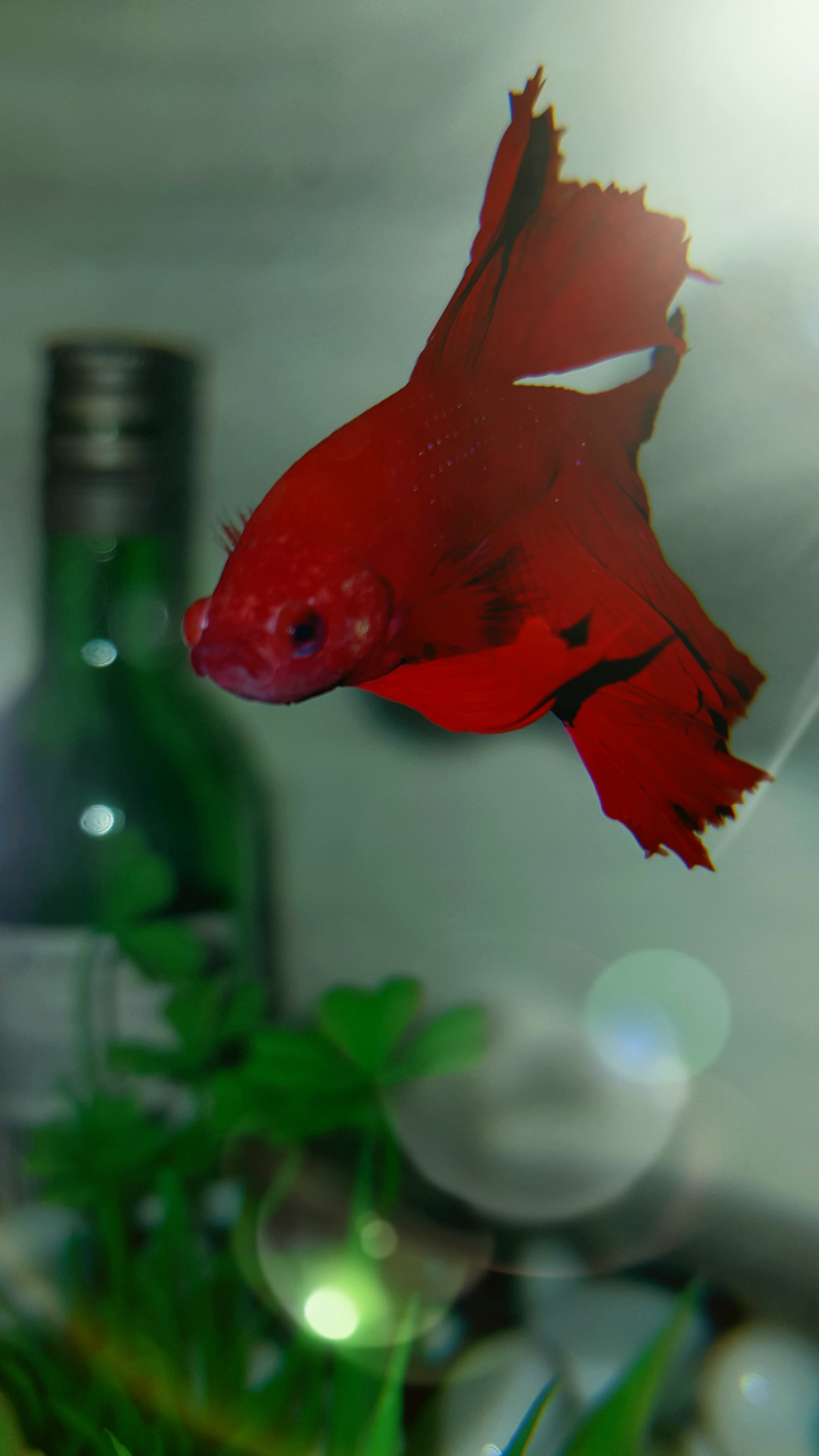 Betta Fish