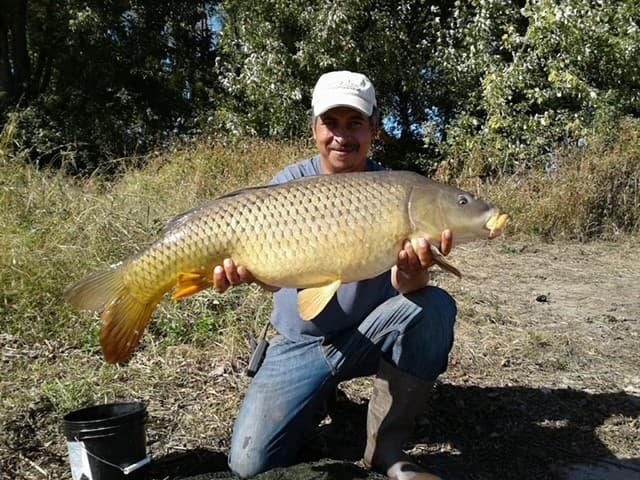 Common Carp