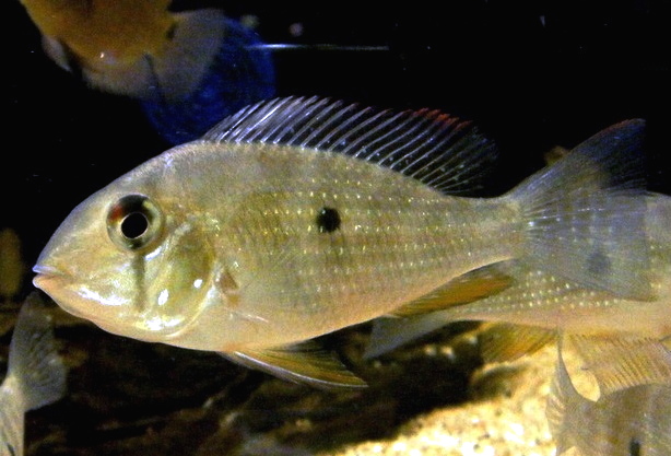 Threadfin Acara