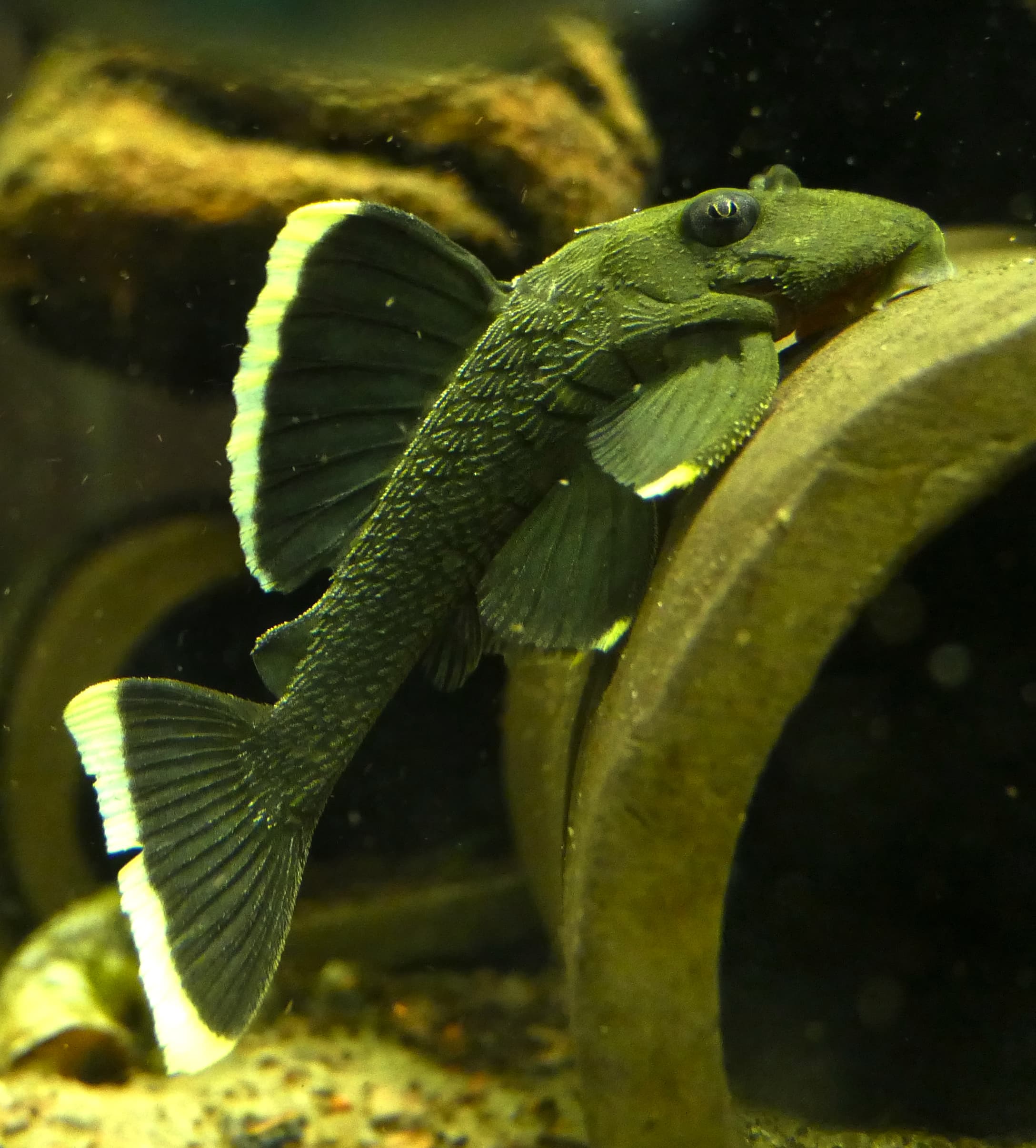 Magnum Orangeseam Pleco
