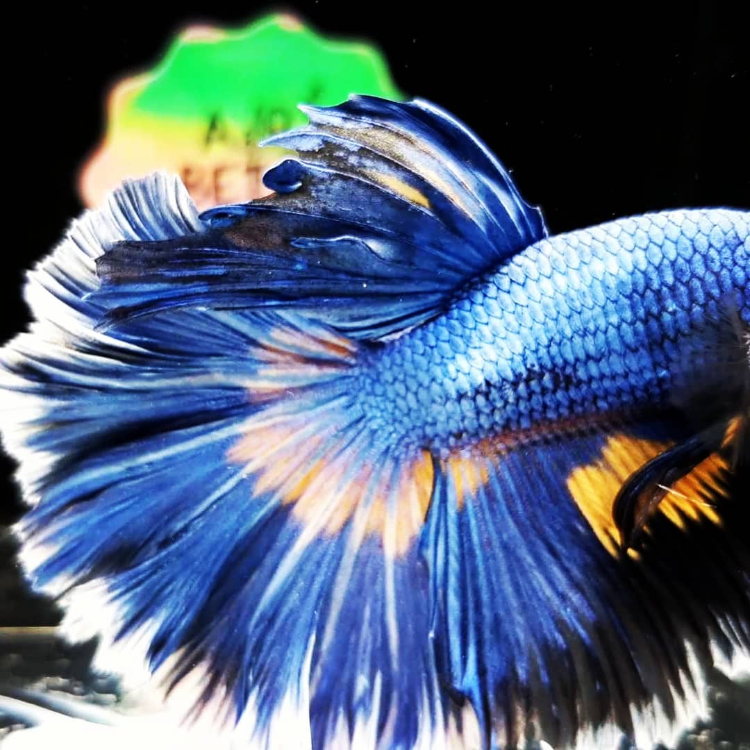 Halfmoon Betta