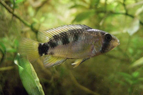 Apistogramma Papagei