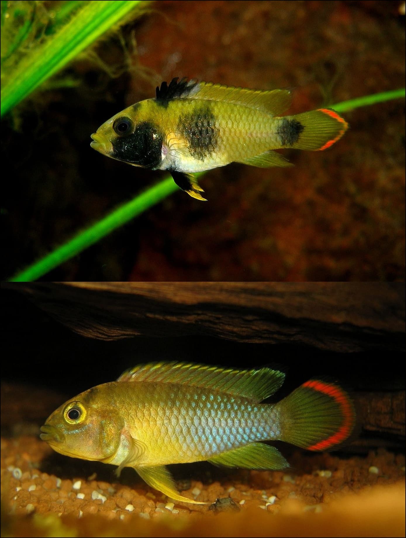 Panda Dwarf Cichlid