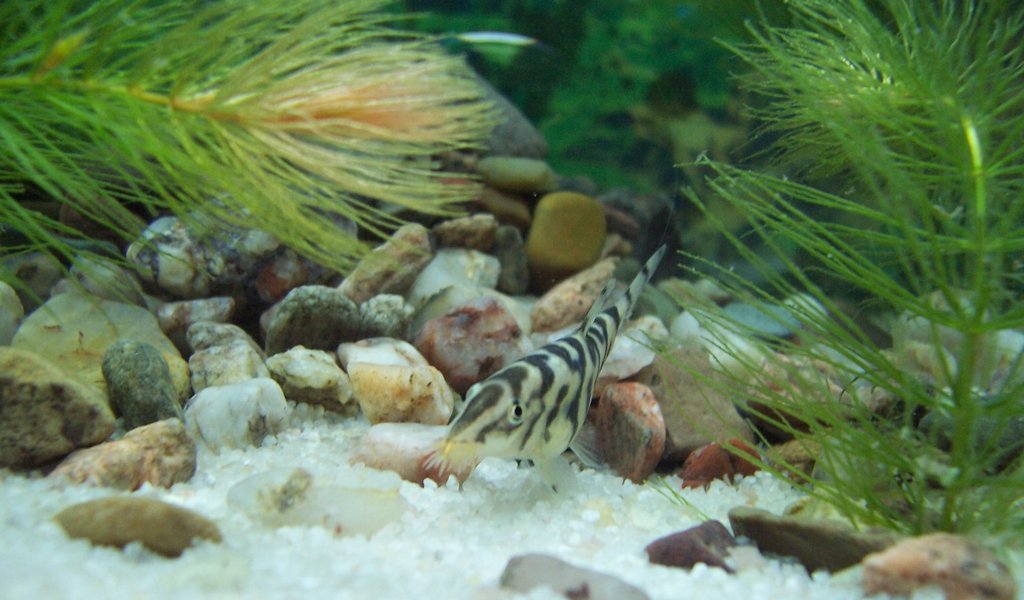 Yoyo Loach