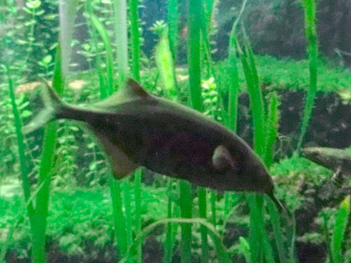 Elephantnose Fish