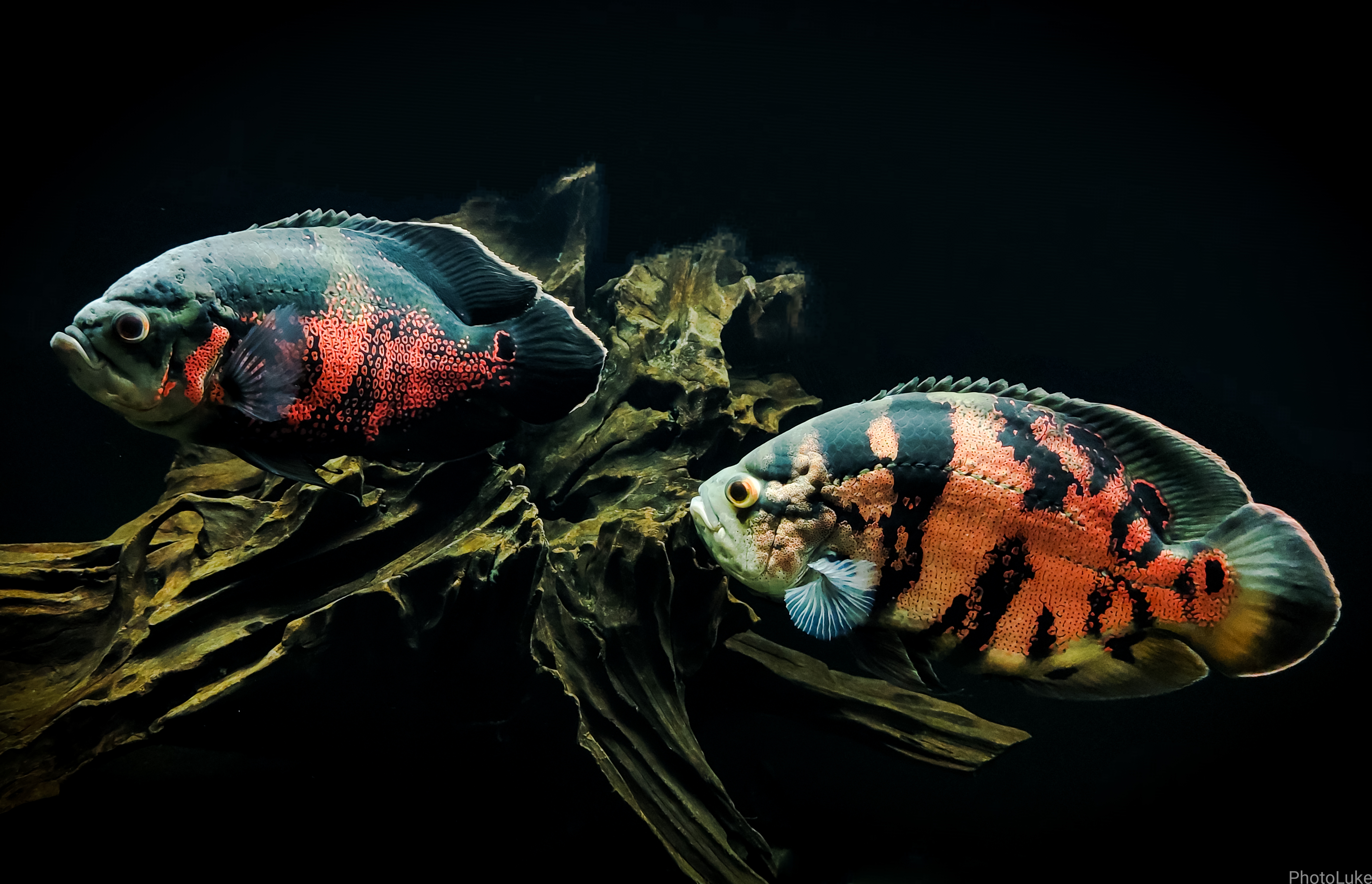 Oscar Cichlid