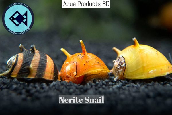 Nerite Snail