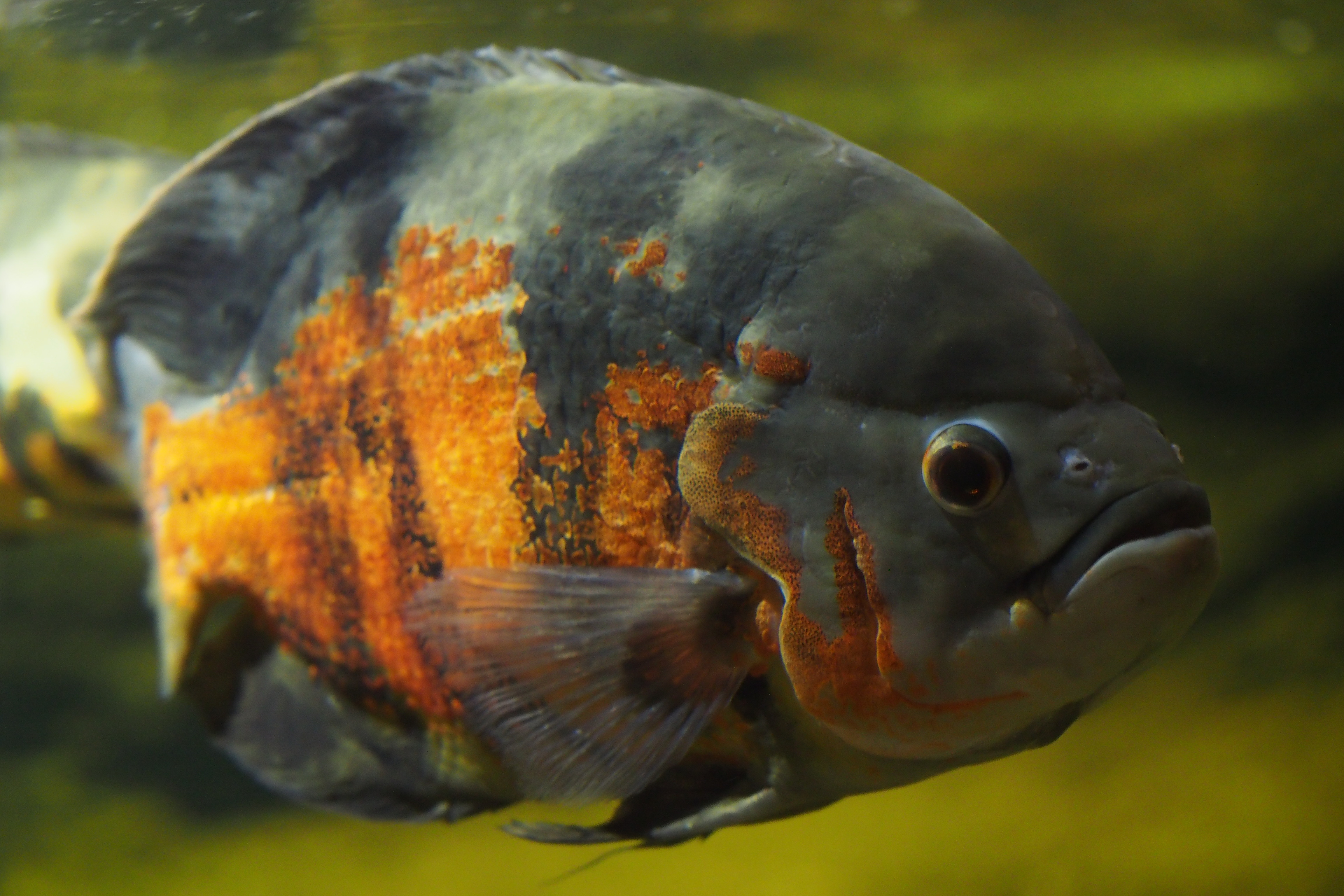 Oscar Cichlid