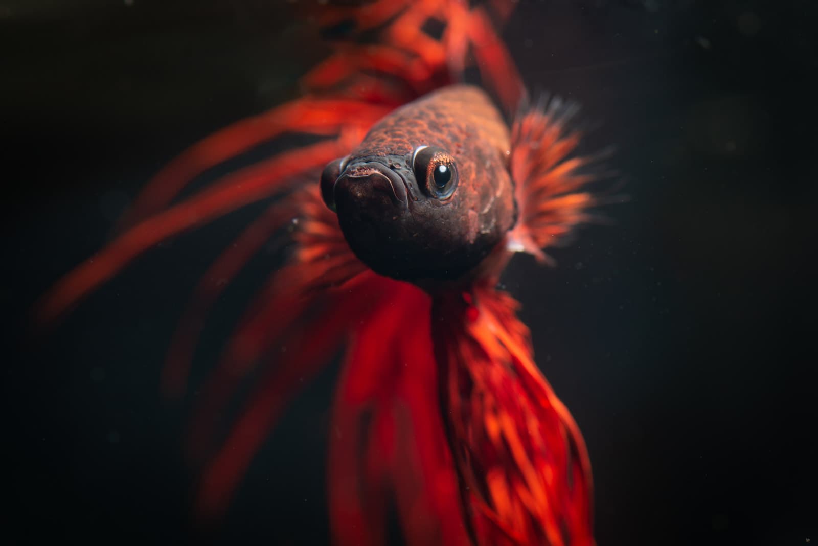 Betta Fish