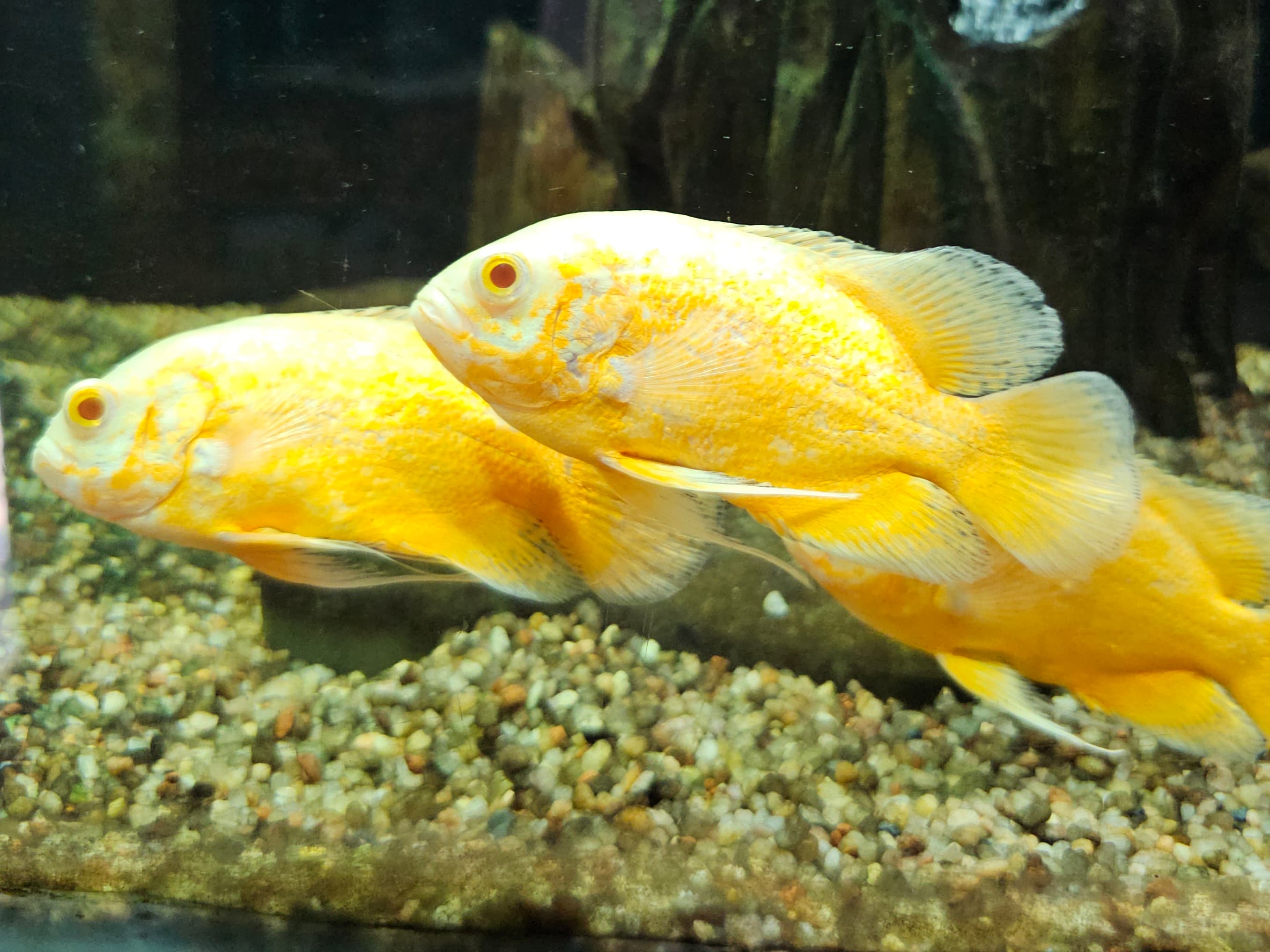 Albino Oscar Cichlid