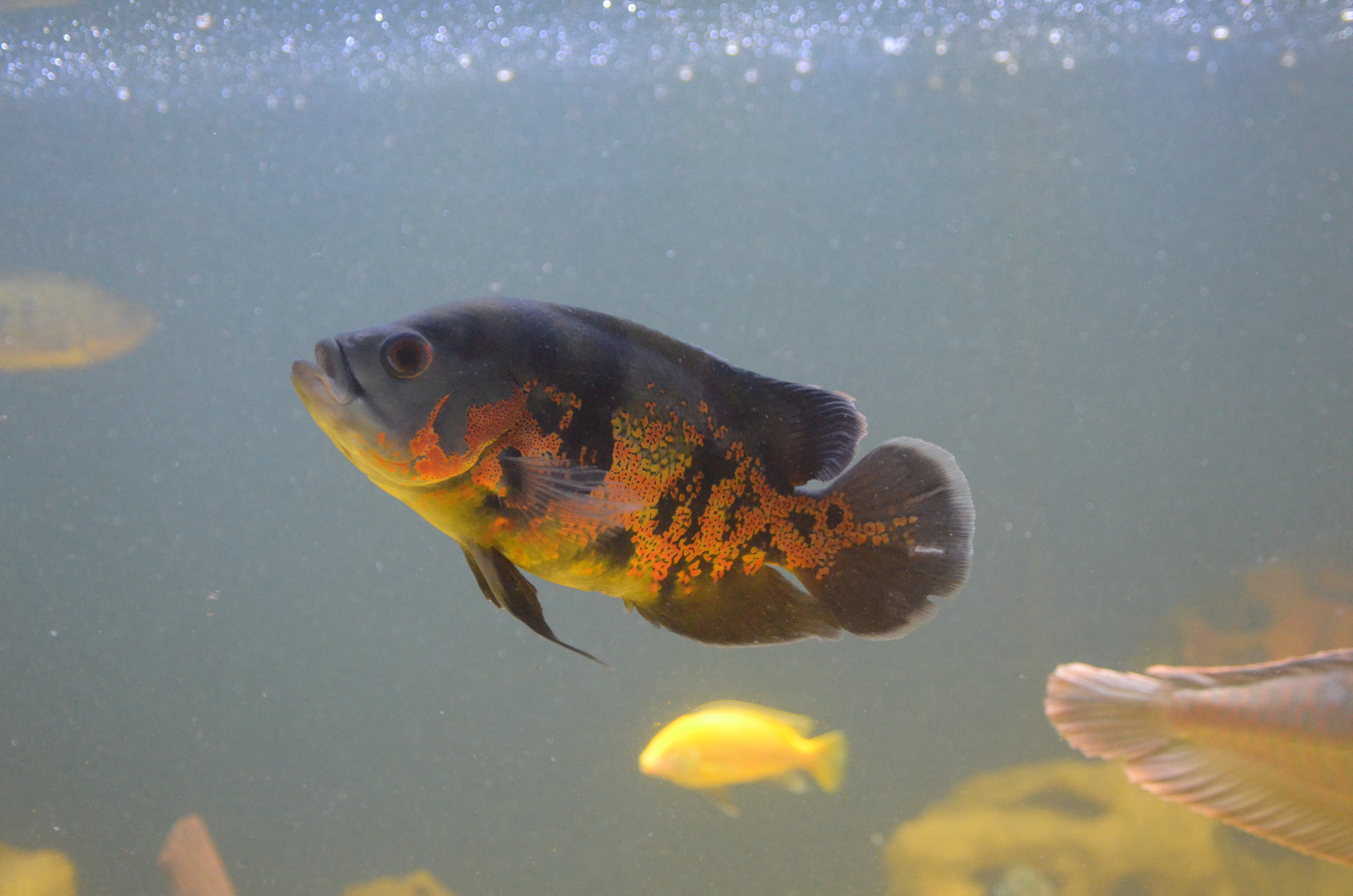 Oscar Cichlid