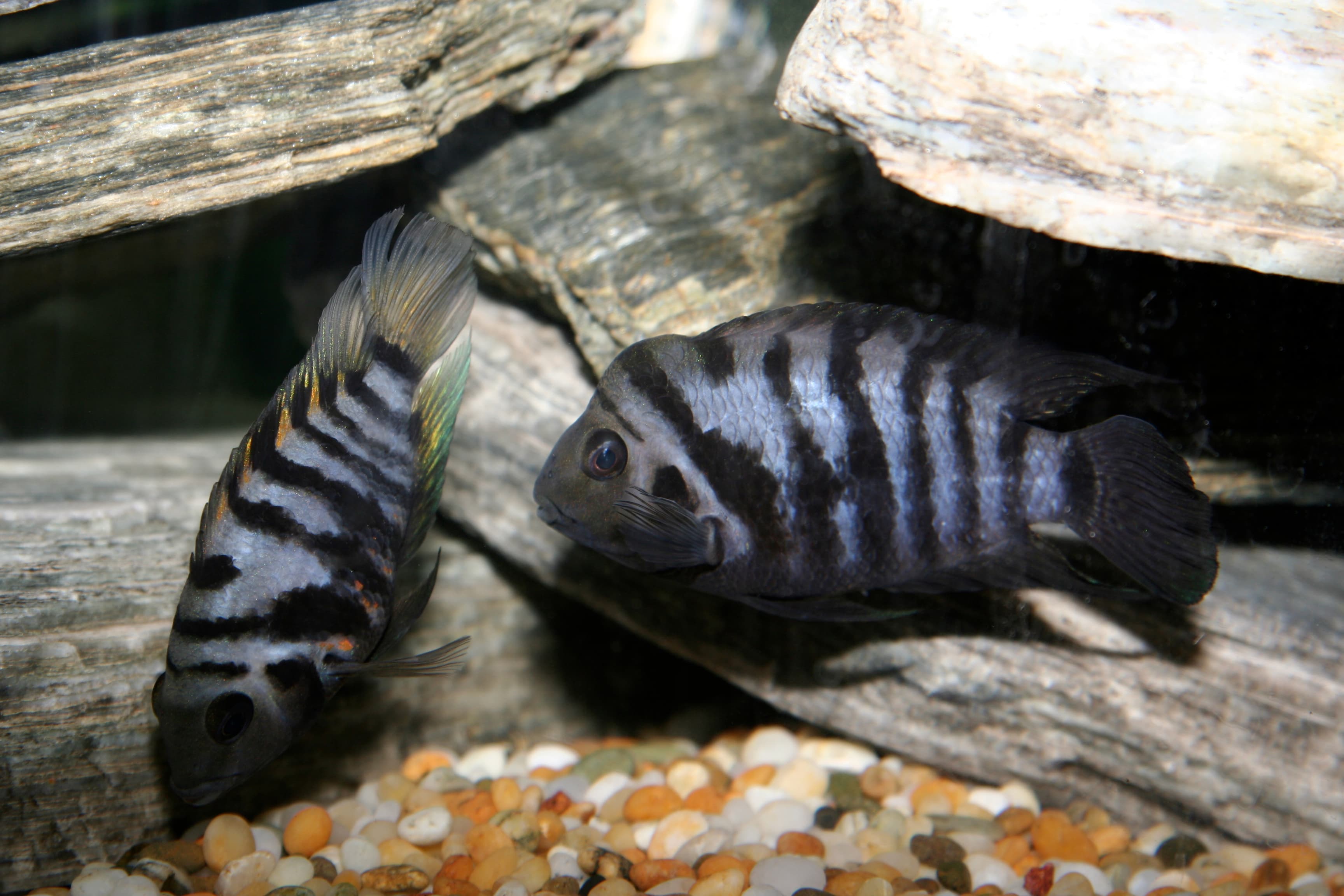 Convict Cichlid