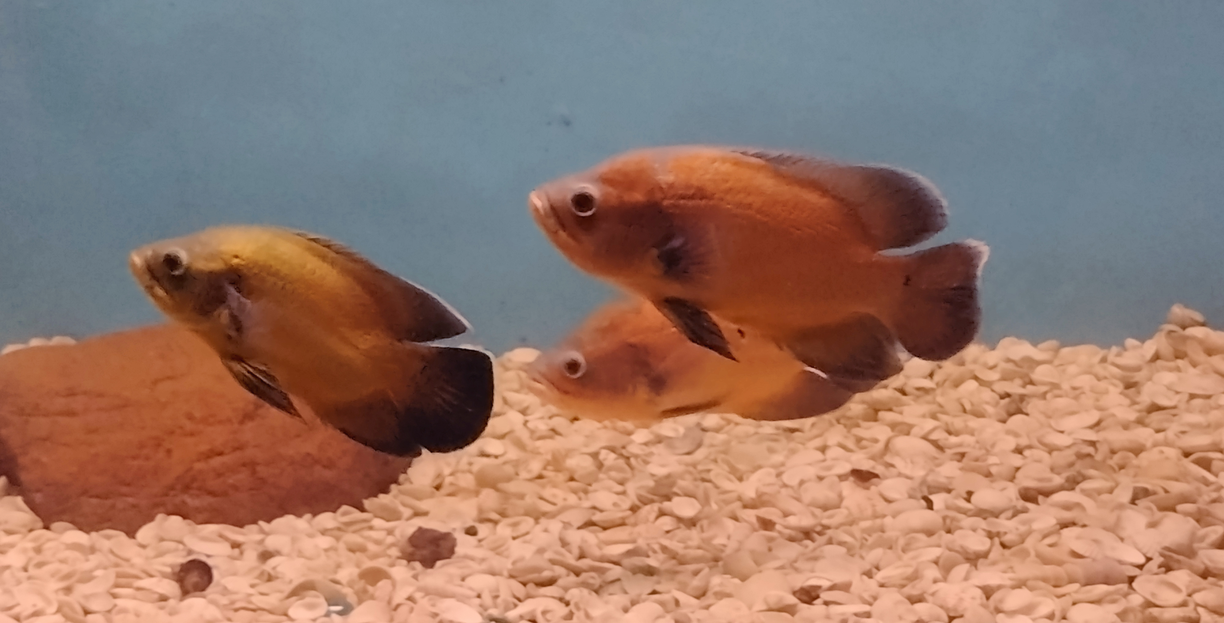 Oscar Cichlid