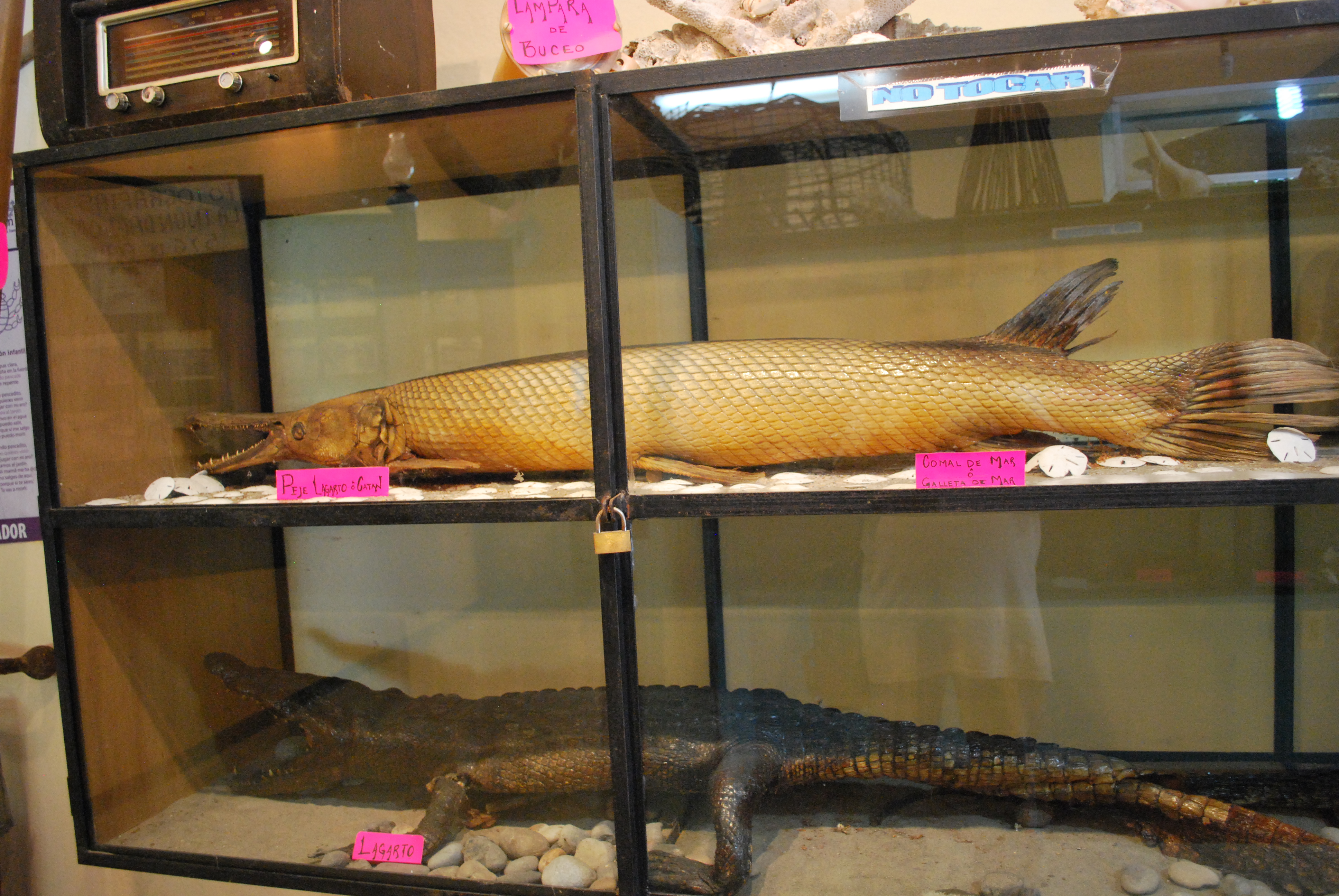Alligator Gar
