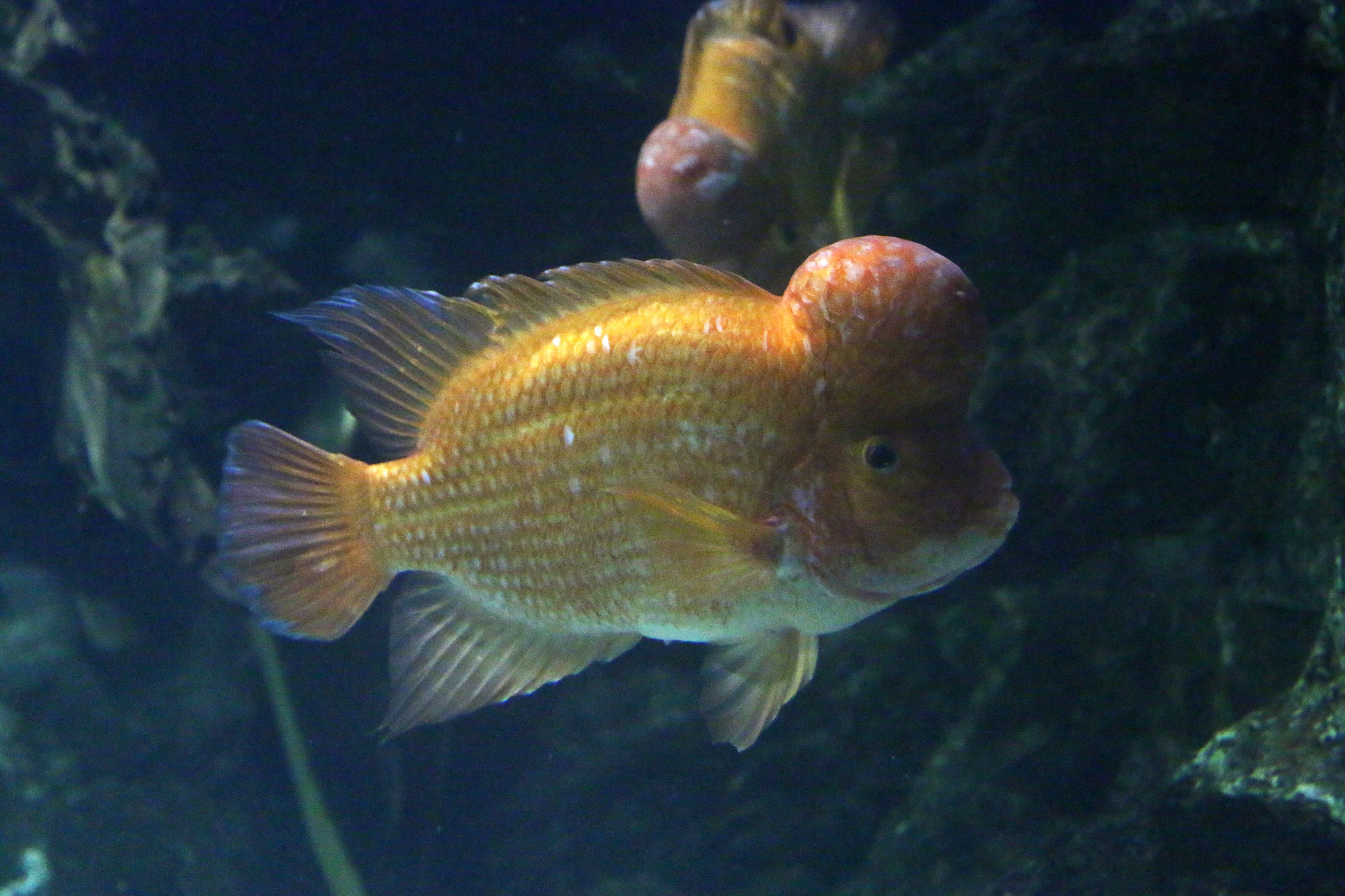 Midas Cichlid