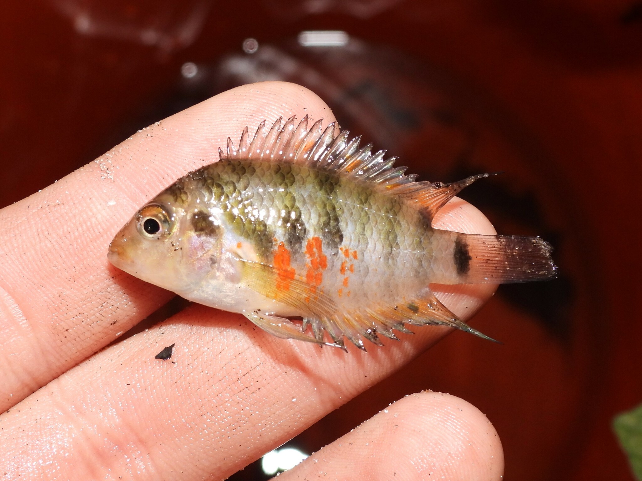 Convict Cichlid