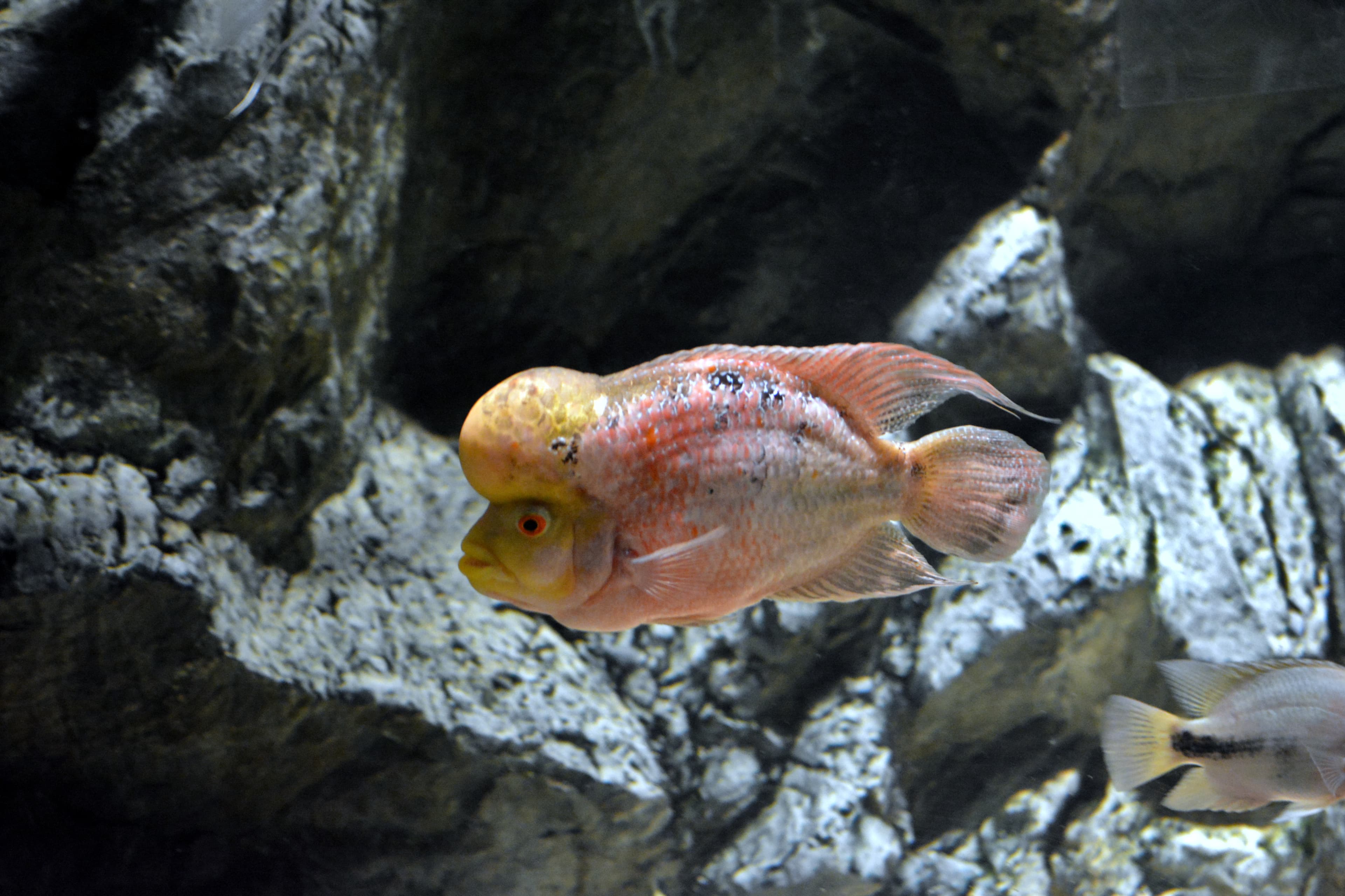Flowerhorn Cichlid