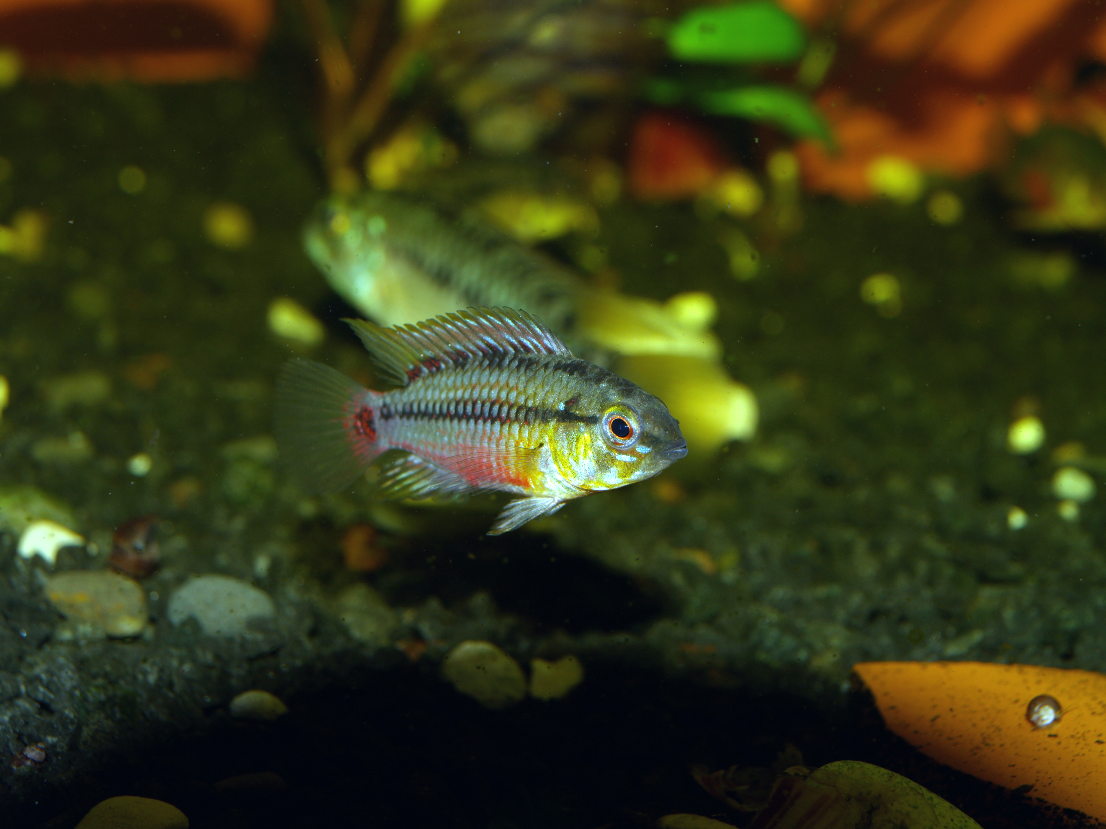 Hongsloi Dwarf Cichlid