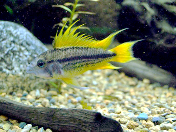 Cockatoo Dwarf Cichlid