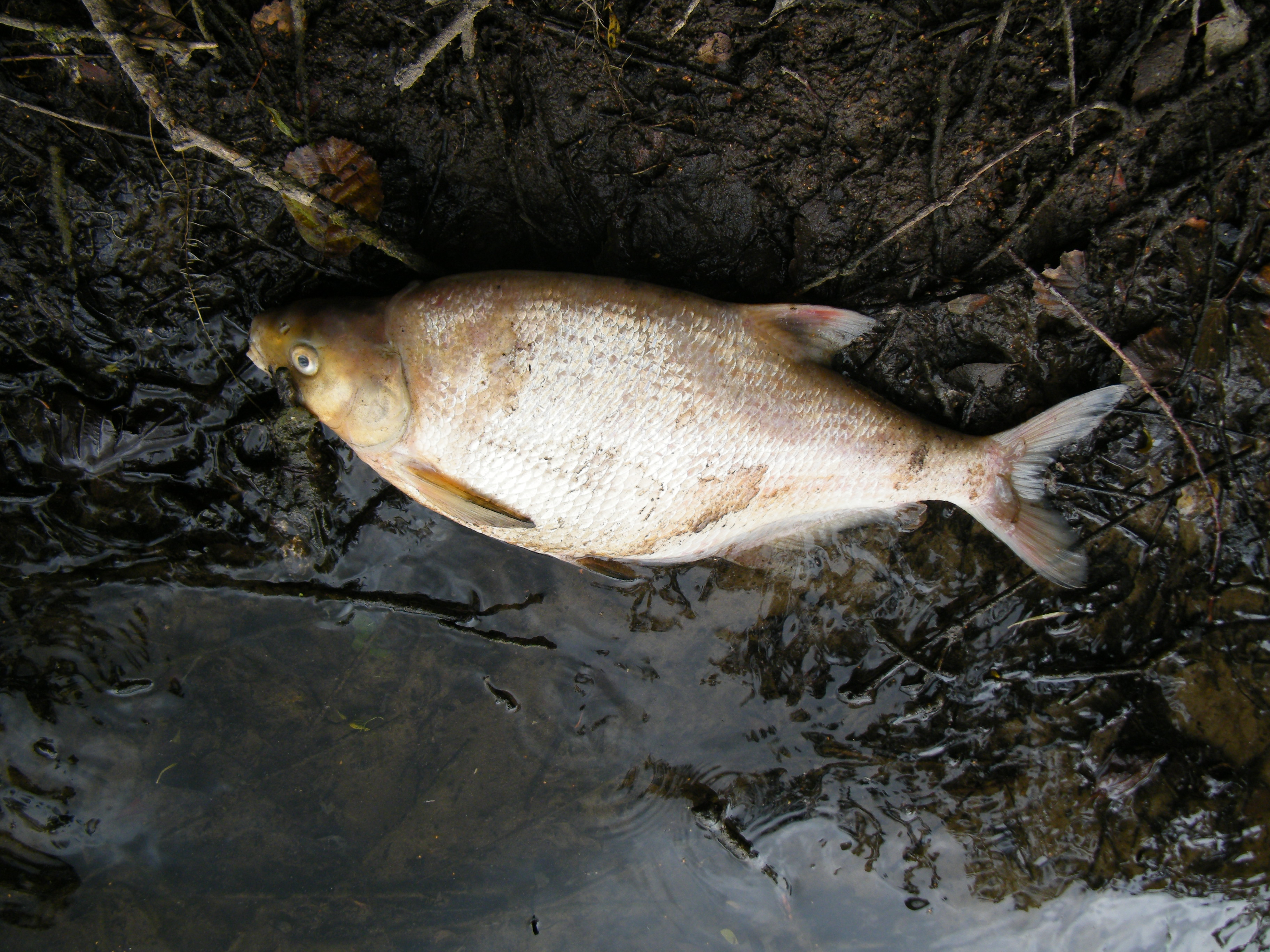 Common Bream